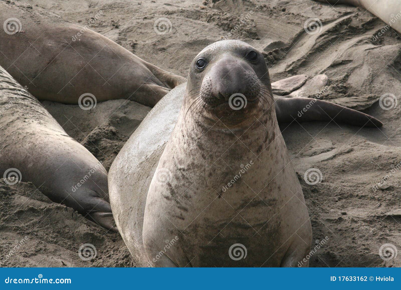 Elephant Seal stock photo. Image of large, endangered - 17633162