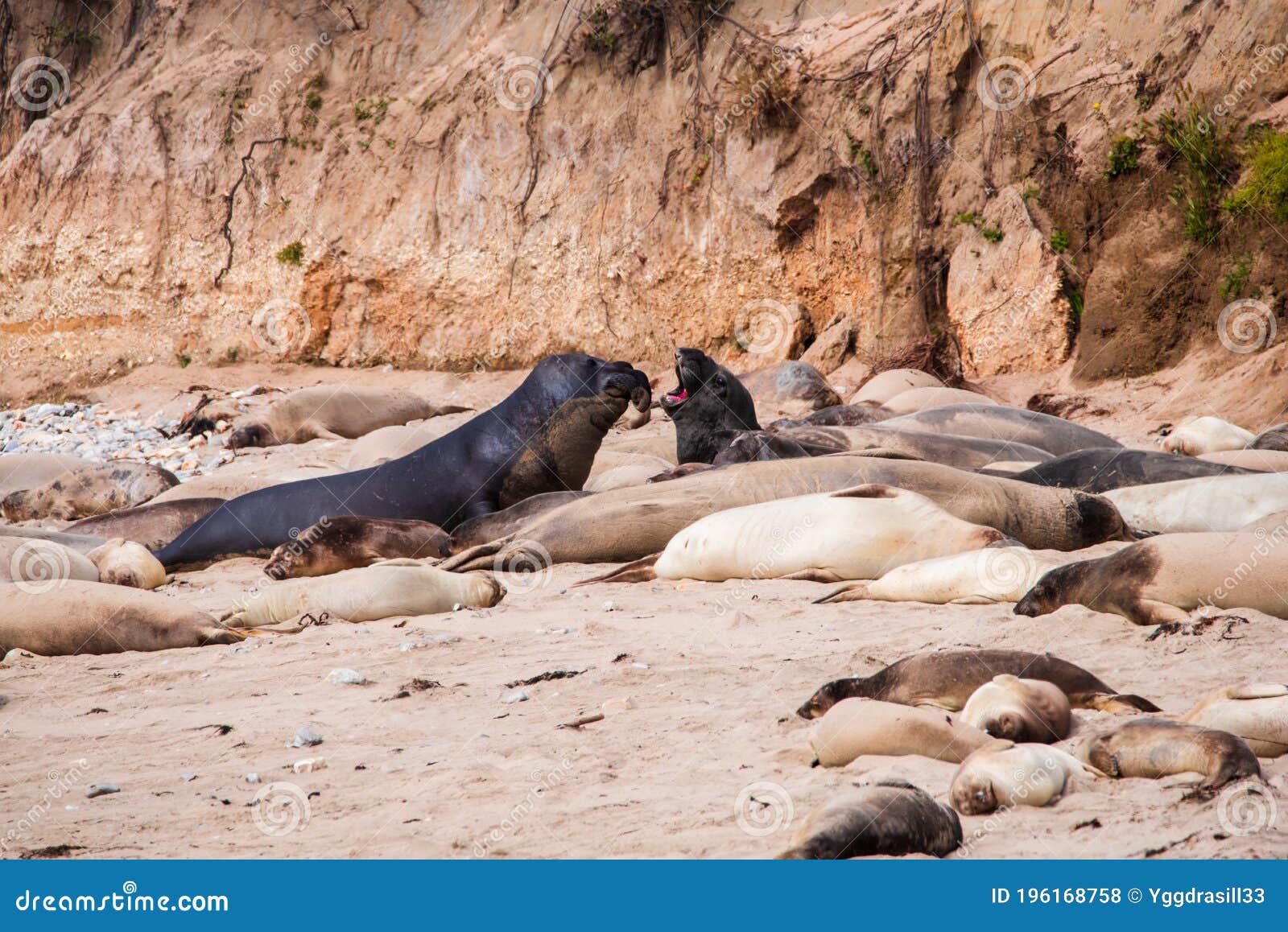 Elephant Seal Laying on Ano Nuevo State Park Beach Stock Photo Image