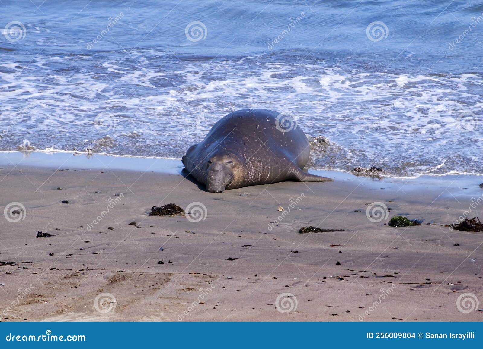 Elephant seal stock photo. Image of elephant, blubber 256009004