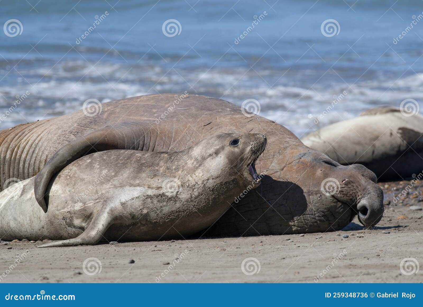 elephant seal family, peninsula valdes,