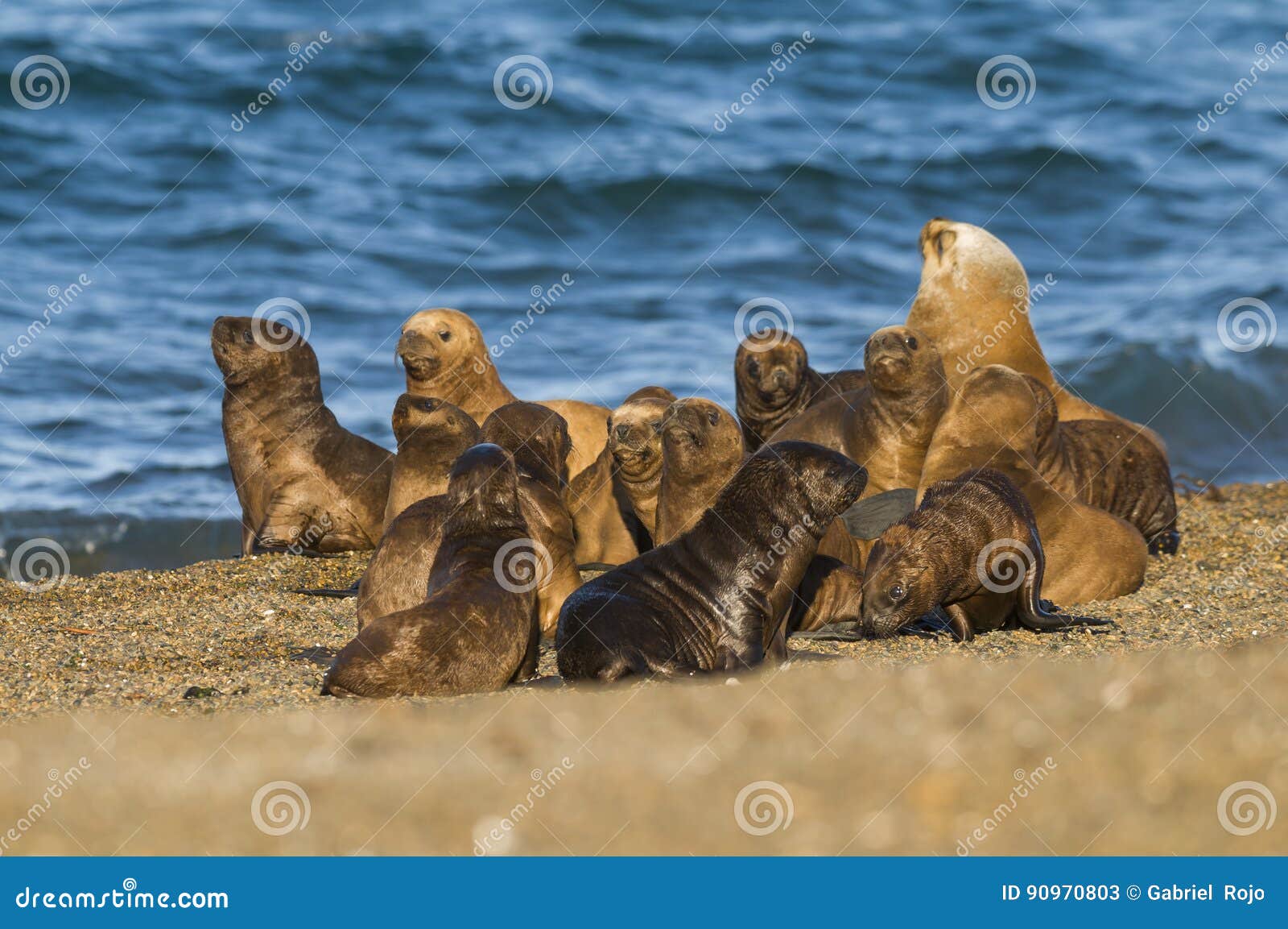 elephant seal patagonia argentina peninsula