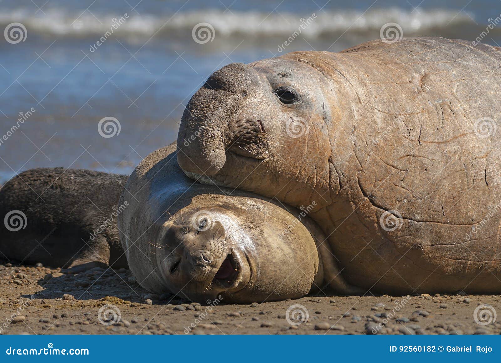 elephant seal, patagonia, argentina