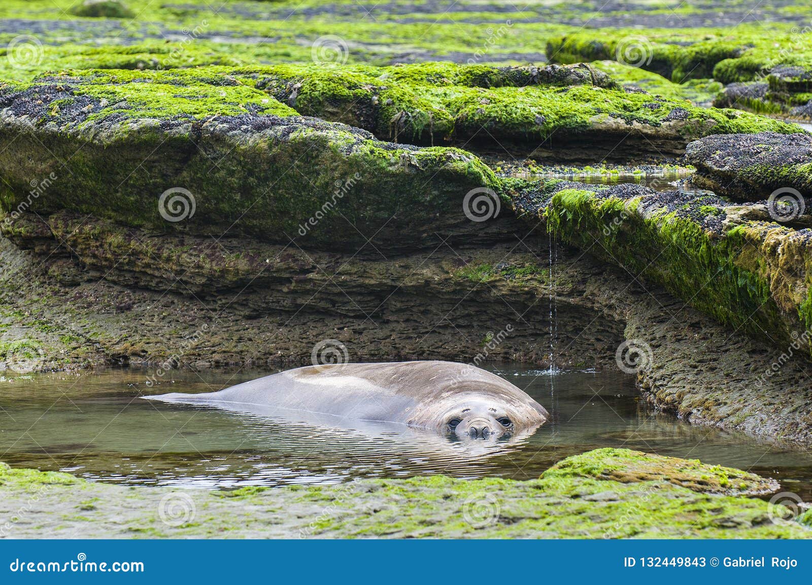 elephant seal.peninsula de valdes
