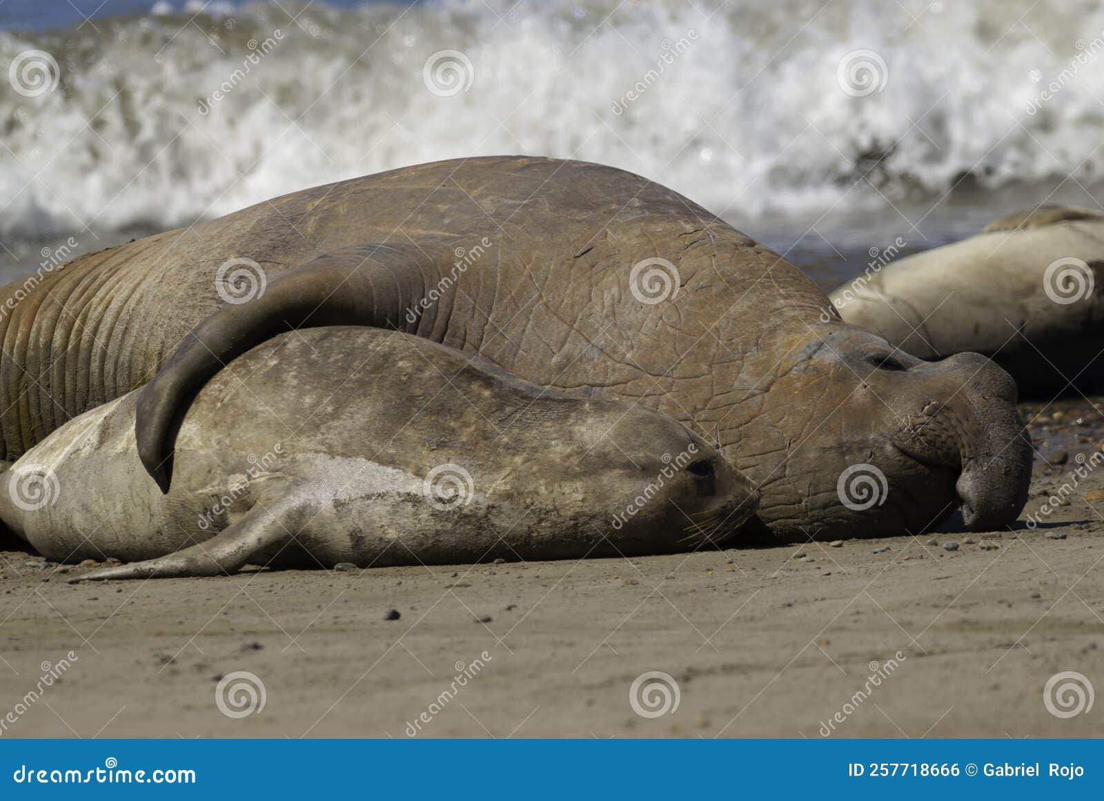 elephant seal, patagonia,