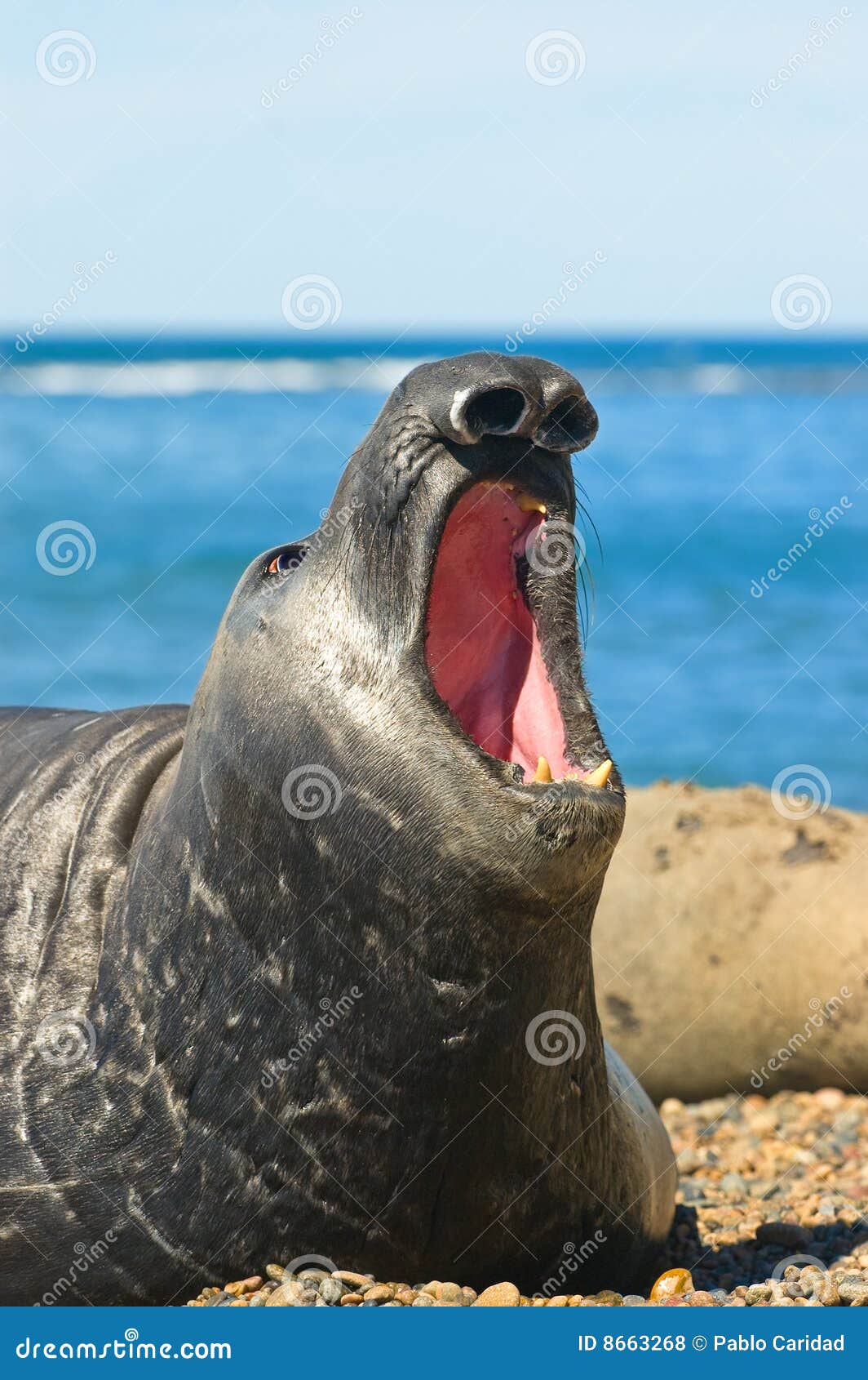 elephant seal in peninsula valdes, patagonia.