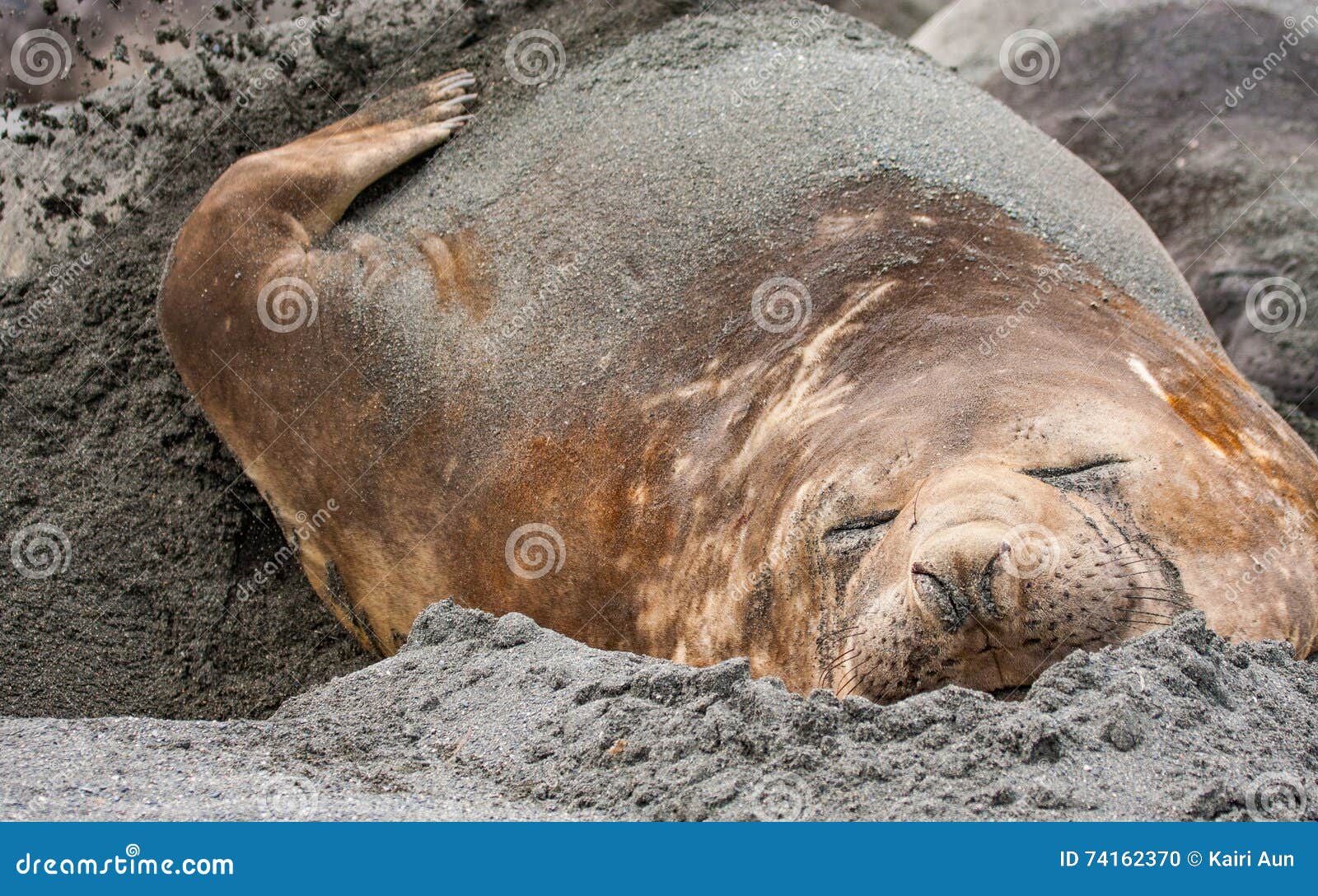 Elephant seal resting stock photo. Image of blubber, mammal 74162370