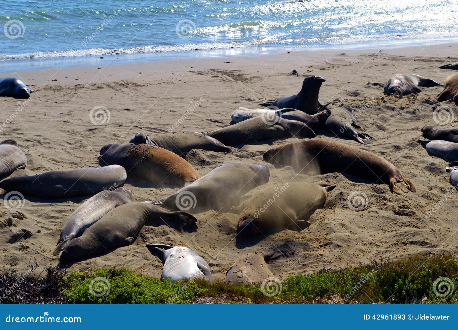 Elephant Seals stock image. Image of wildlife, blubber 42961893