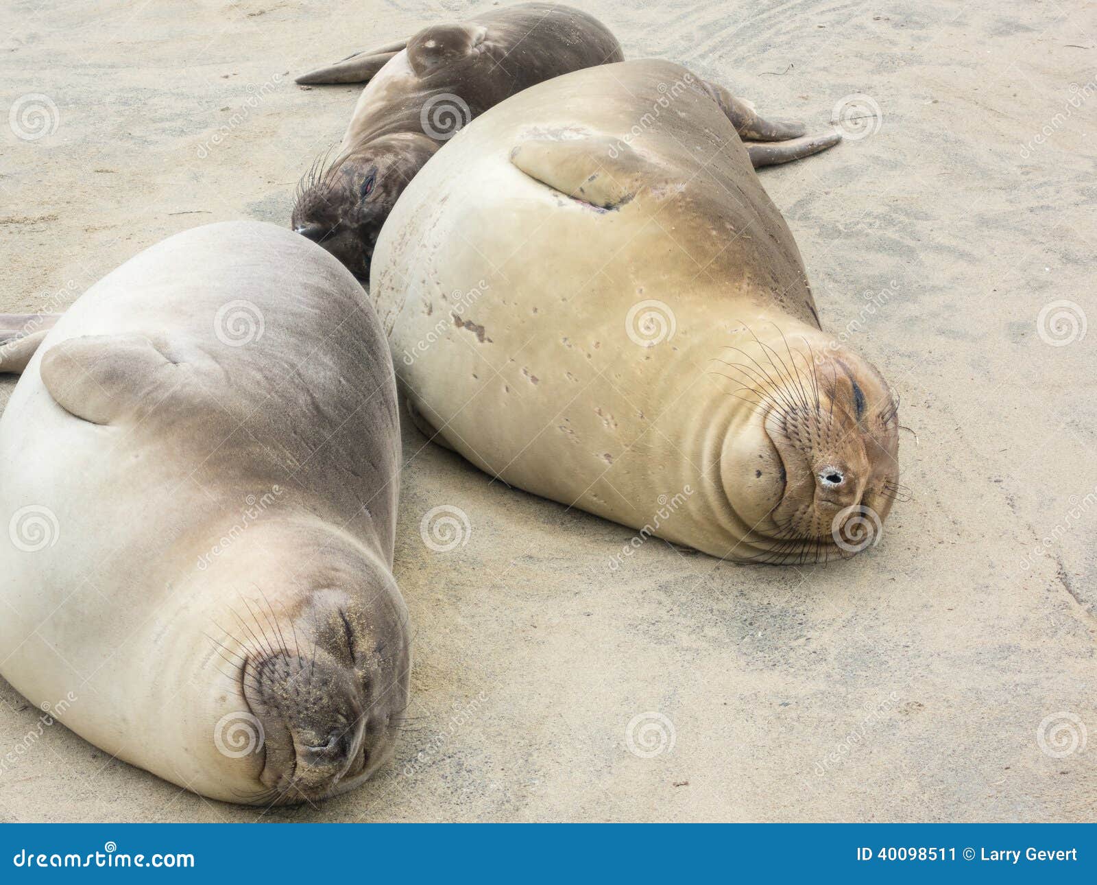 Elephant Seals napping stock image. Image of head, coastline - 40098511