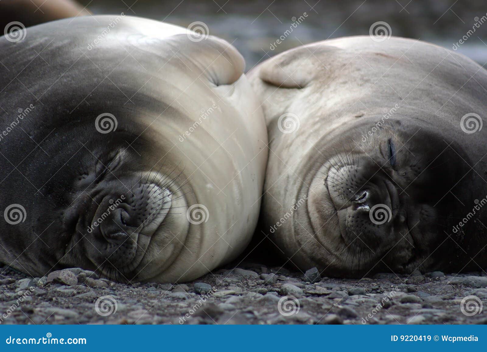 Elephant seals sleeping stock image. Image of pole, leonina - 9220419