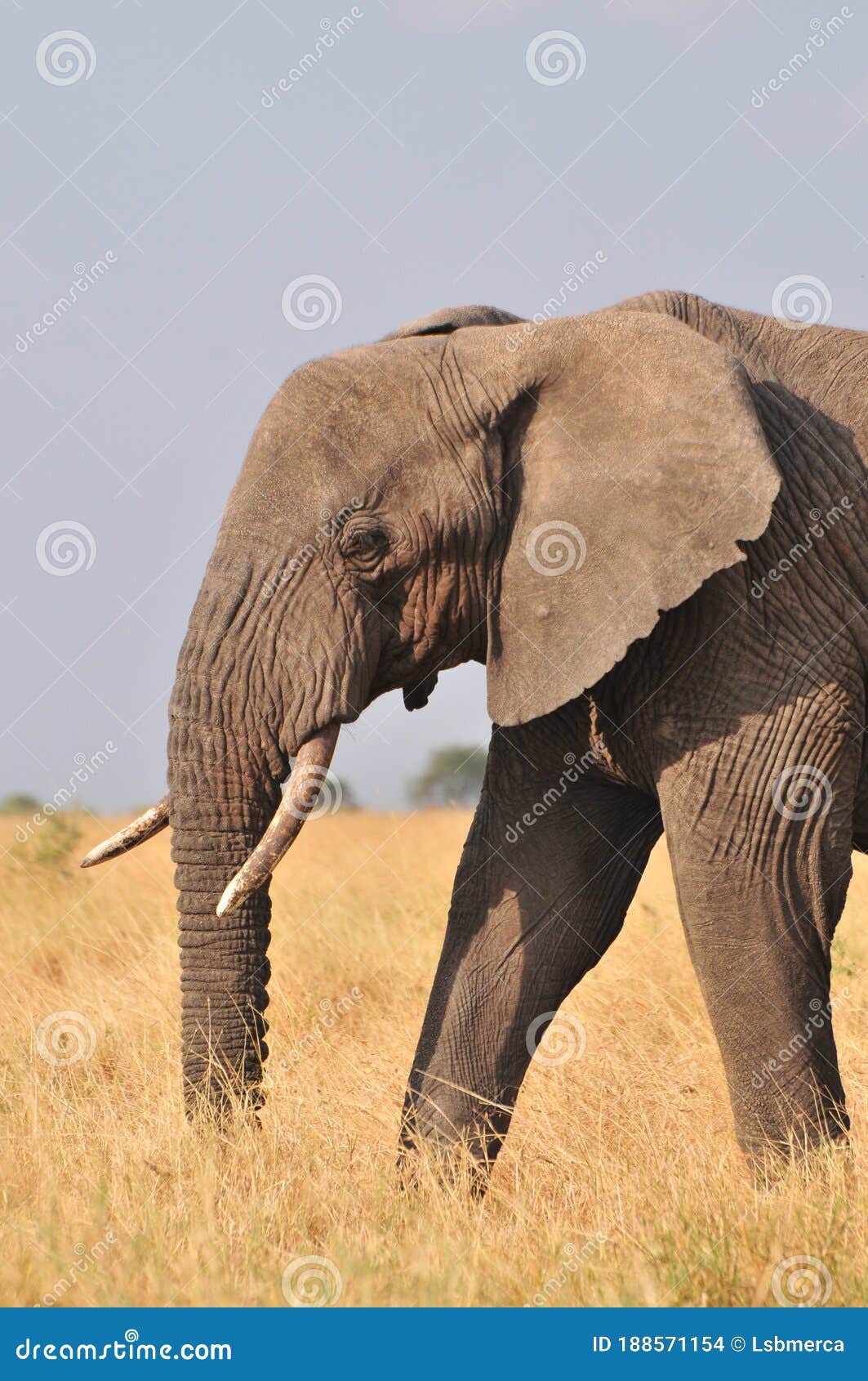 elephant at serengueti