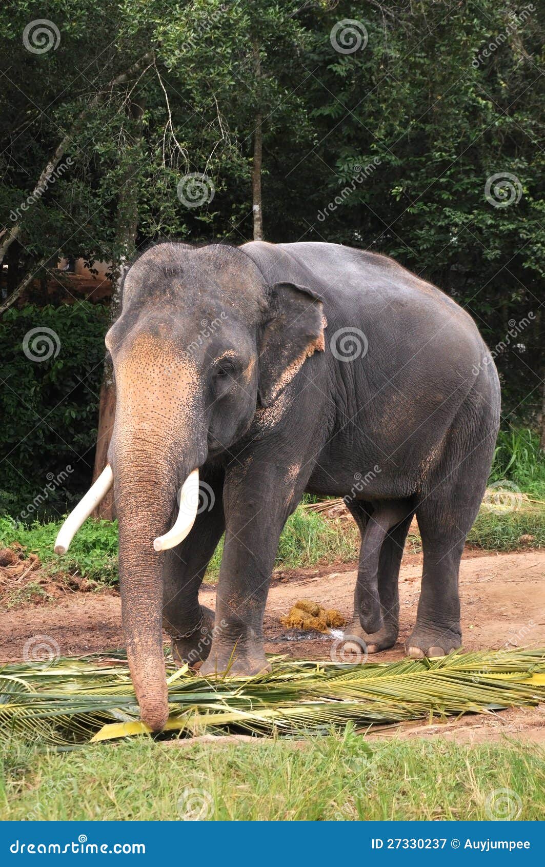 elephant with sexual desire