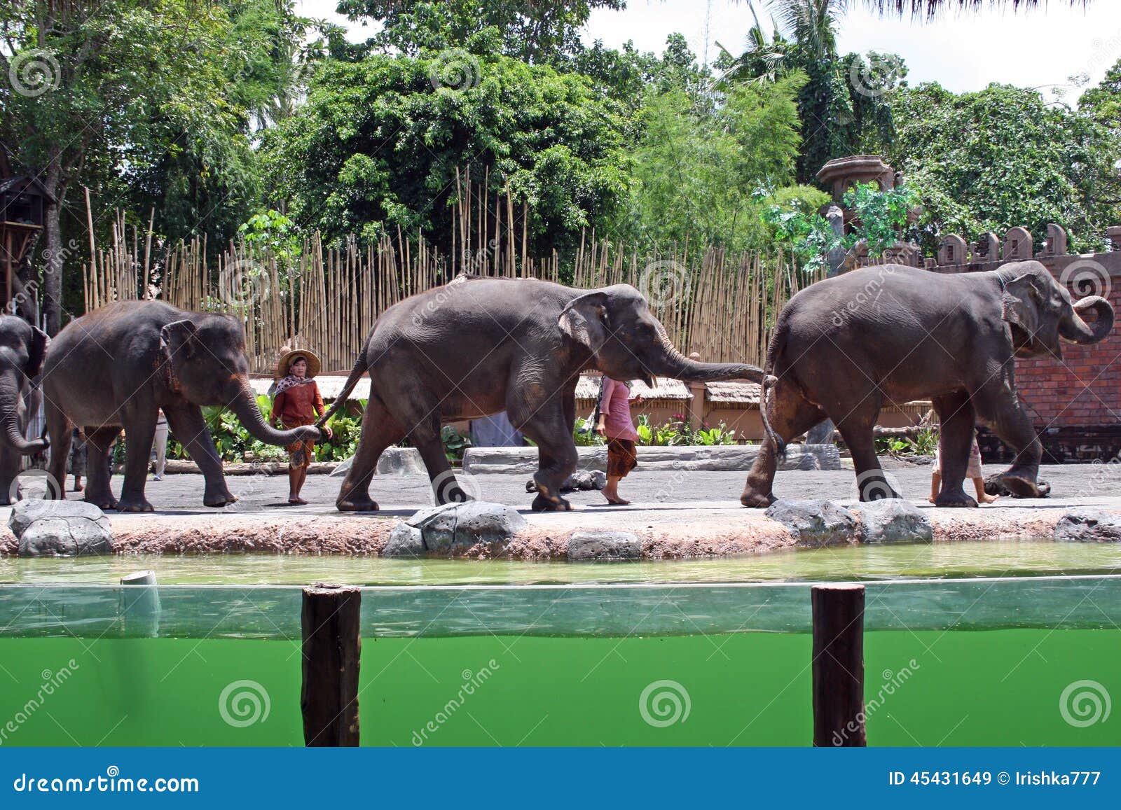 Elephant Show in Bali, Indonesia Editorial Stock Image - Image of