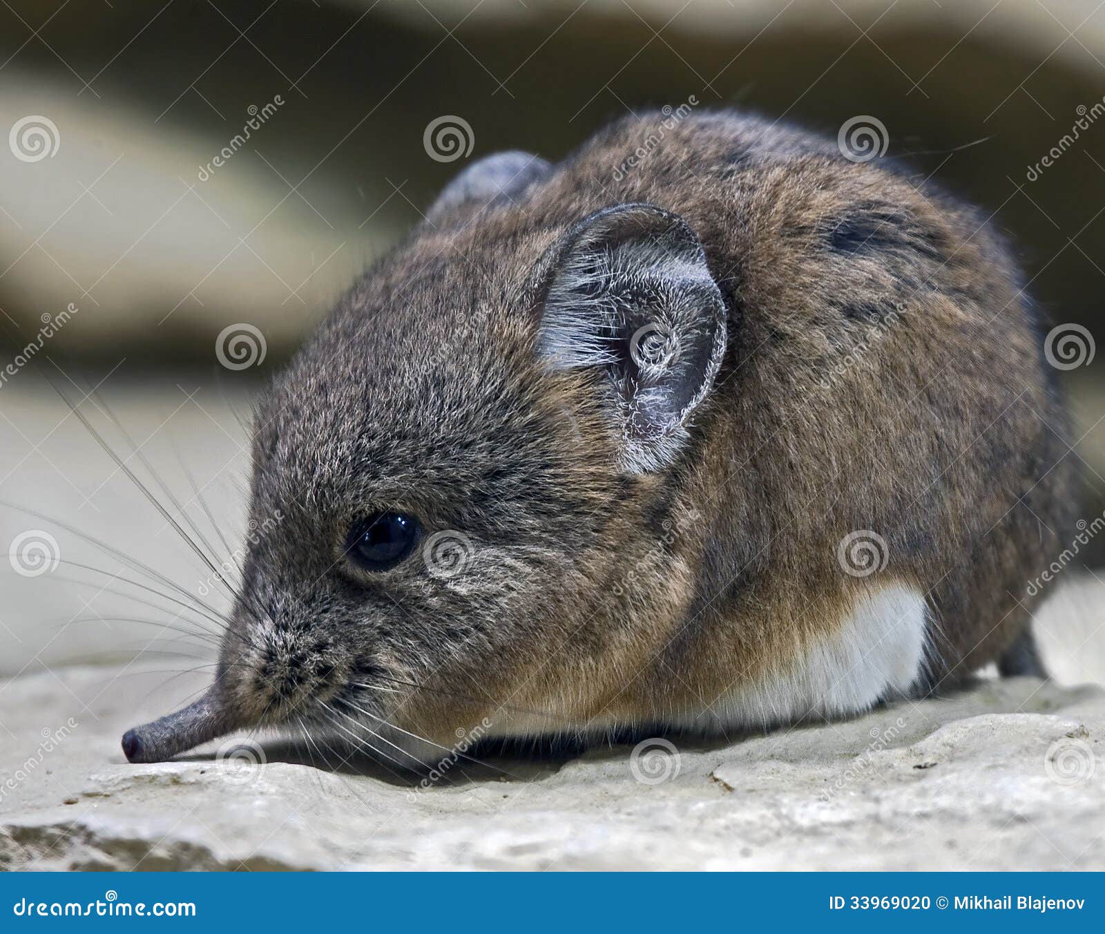 Elephant shrew 4 stock photo. Image of fauna, gnaw, mammal - 33969020