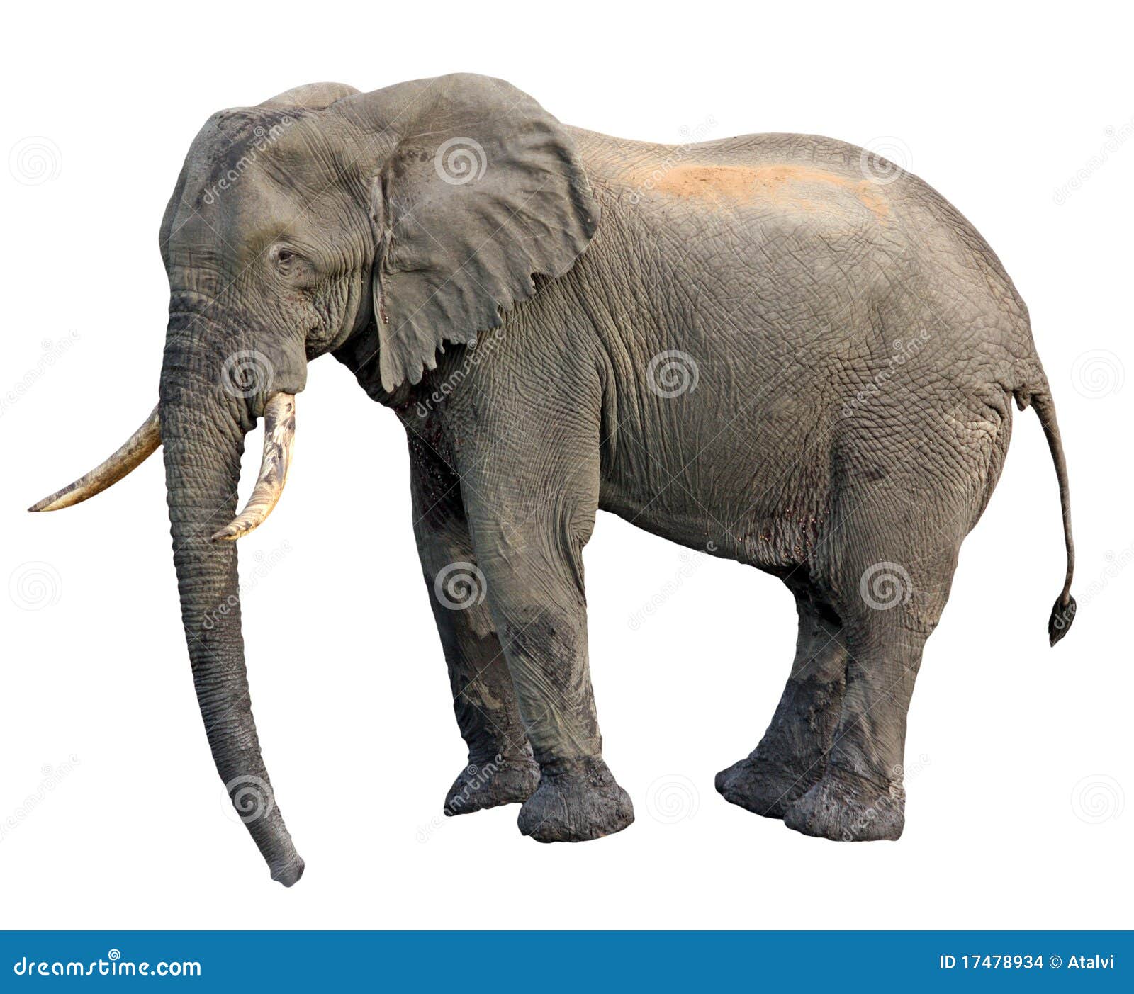 elephant side view
