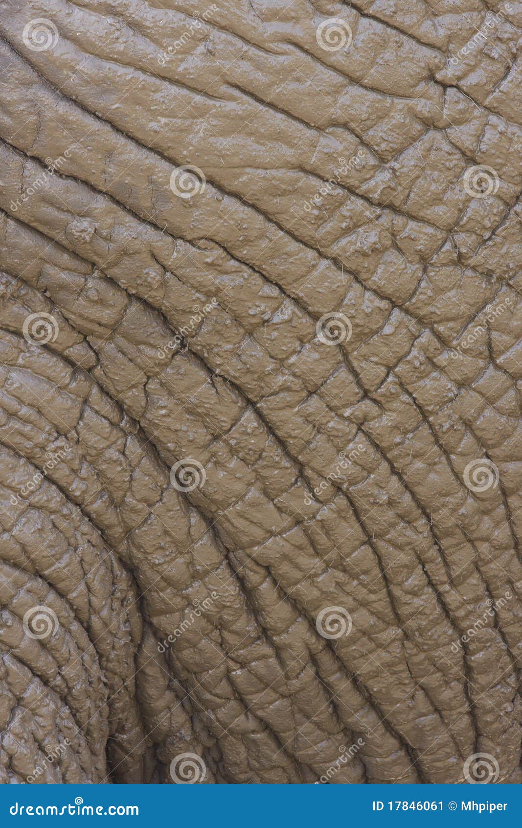 Elephant Skin stock image. Image of safari, five, africa 17846061