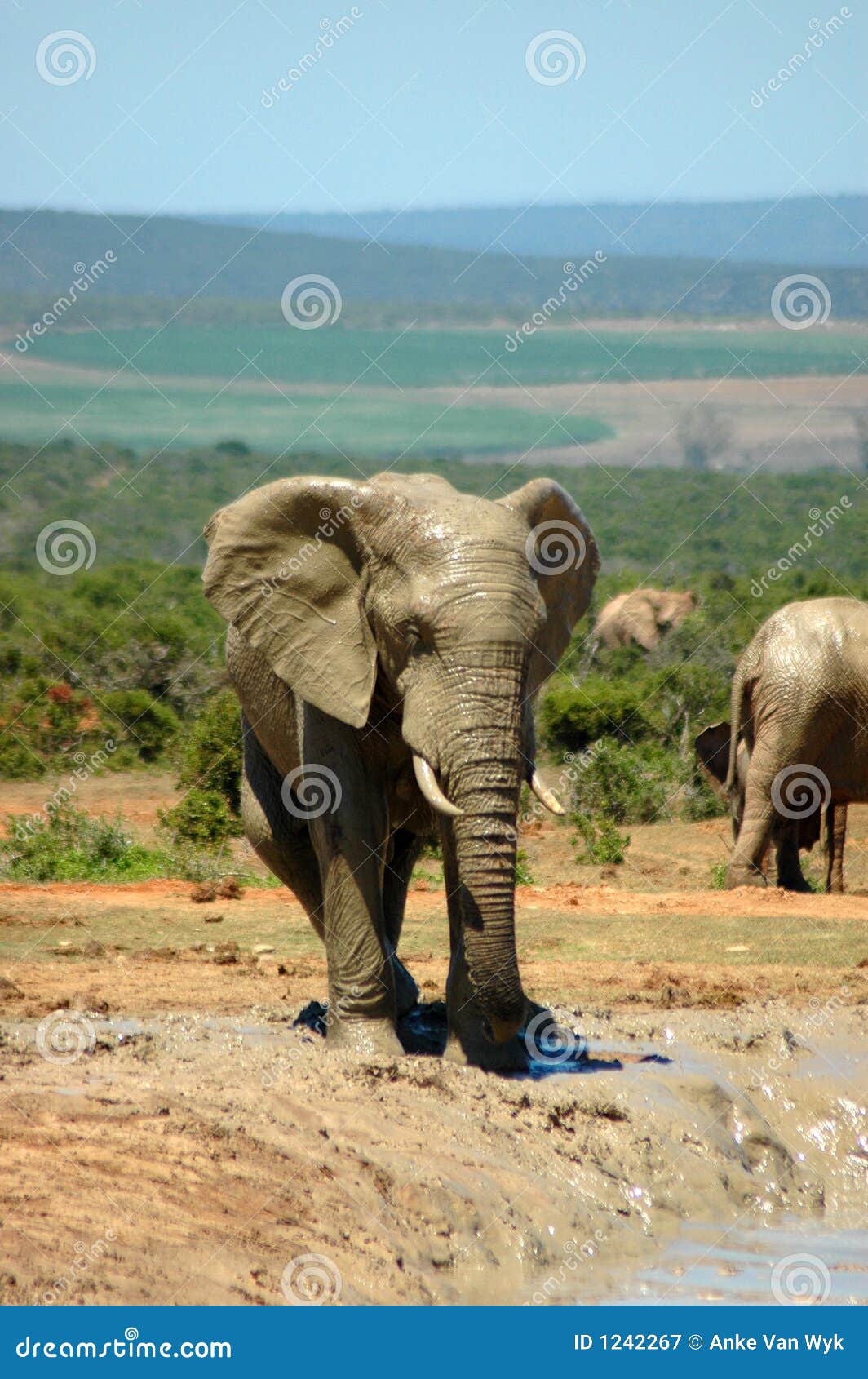 elephant in south africa