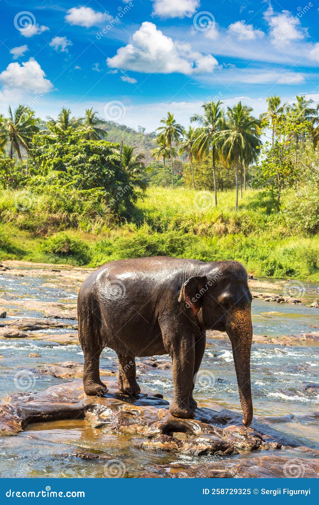 Elephant in Sri Lanka stock image. Image of minneriya 258729325