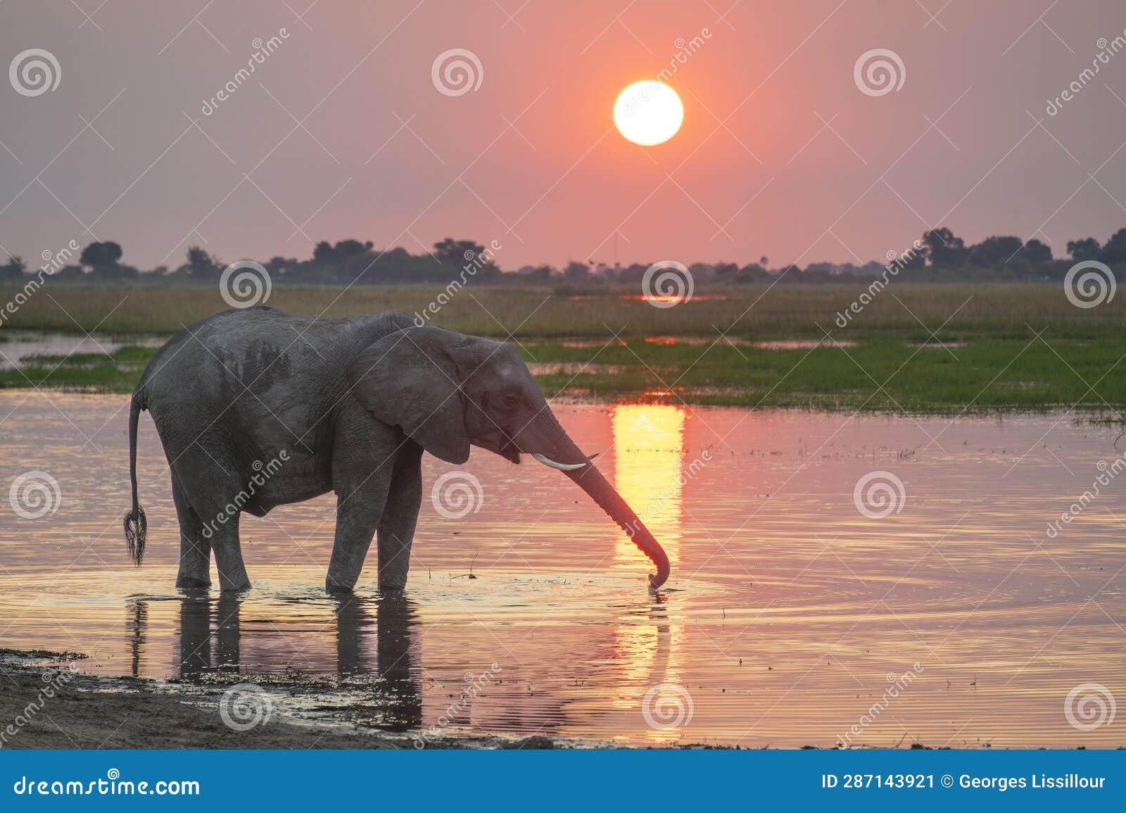 elephant in sunset chobe river