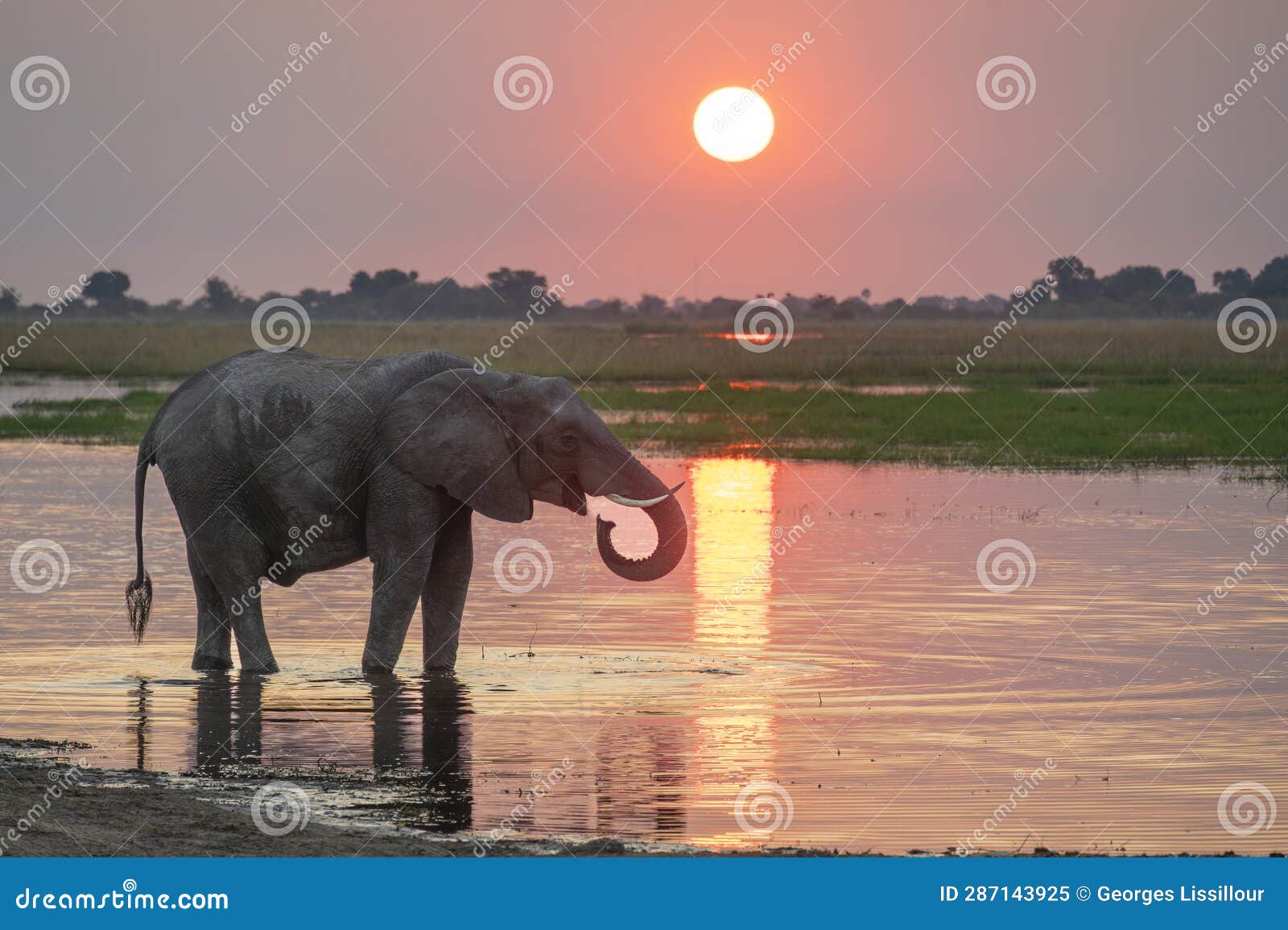 elephant in sunset chobe river