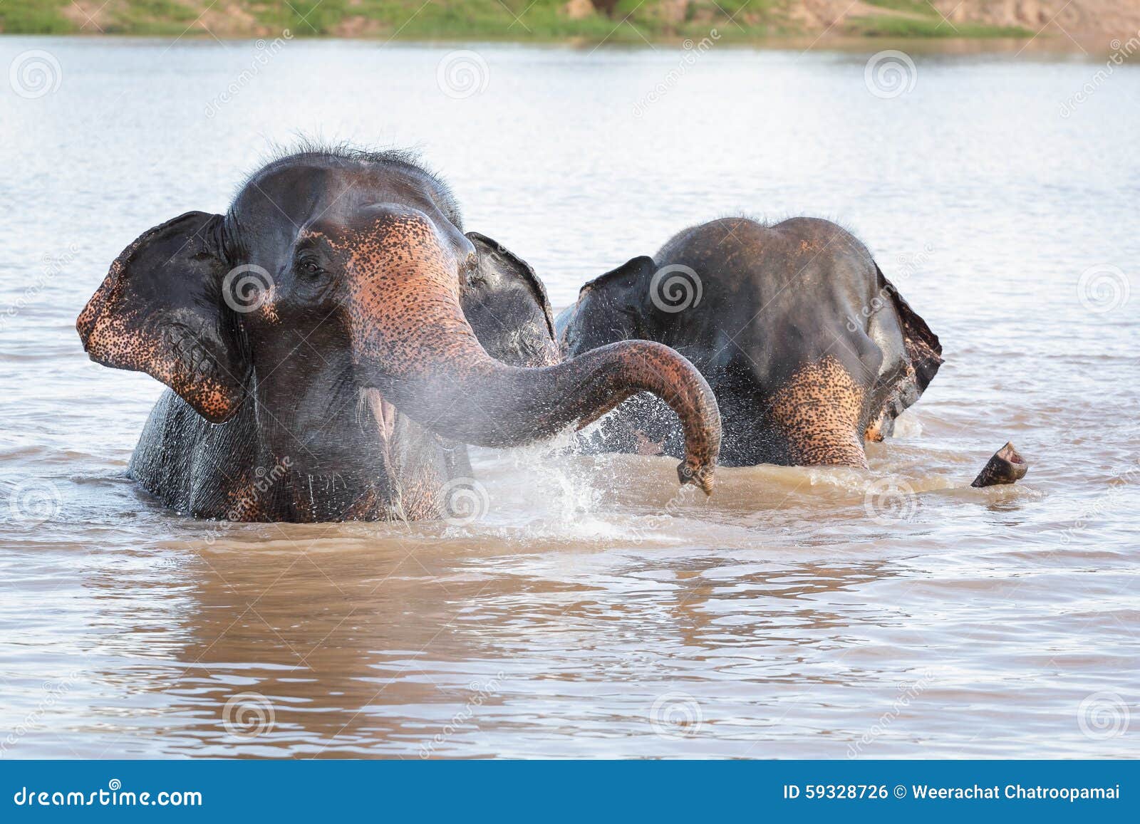 Elephant swimming stock photo. Image of tourism, enjoying 59328726