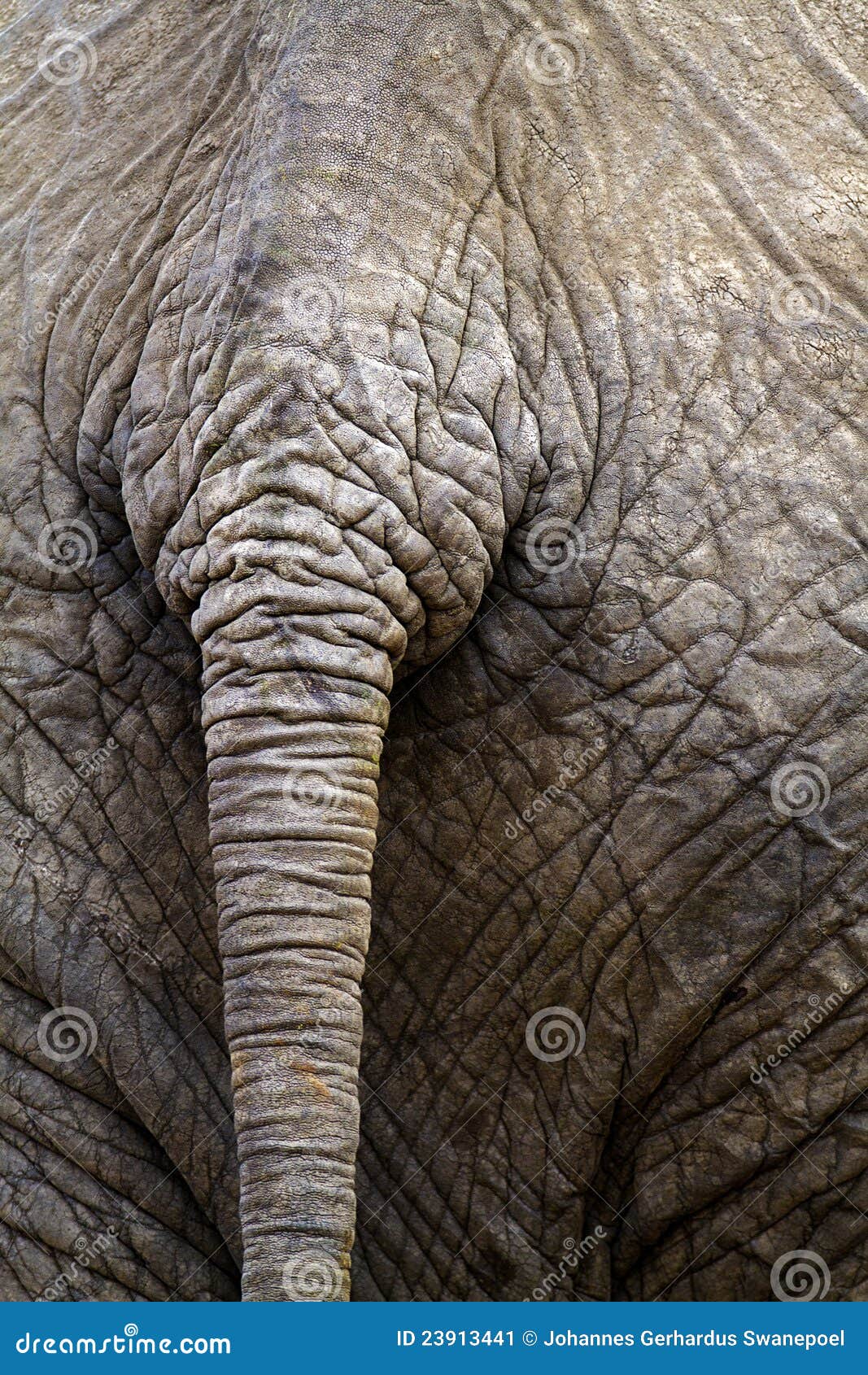 Elephant tail closeup stock image. Image of photograph 23913441