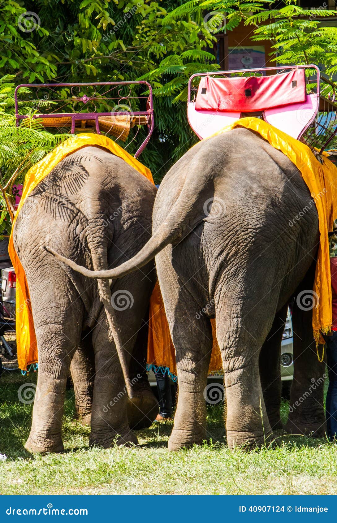 Elephant tails stock photo. Image of forest, friend, calf 40907124