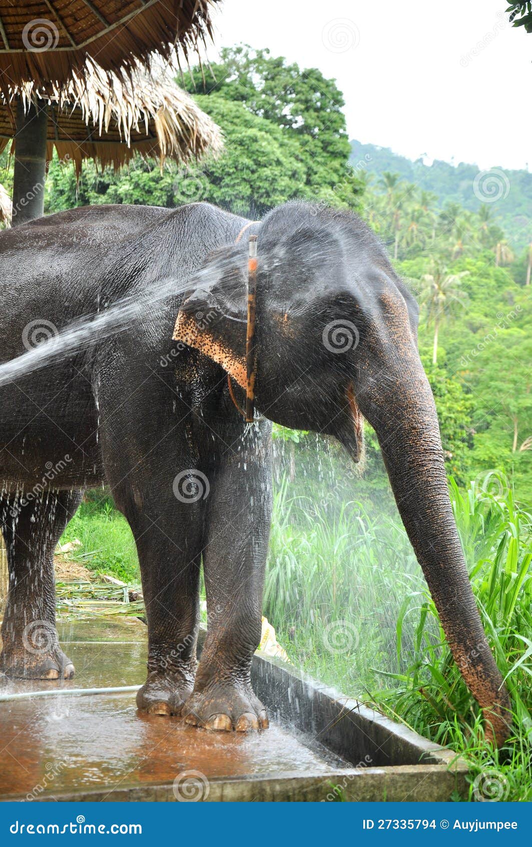 the elephant take a bathe