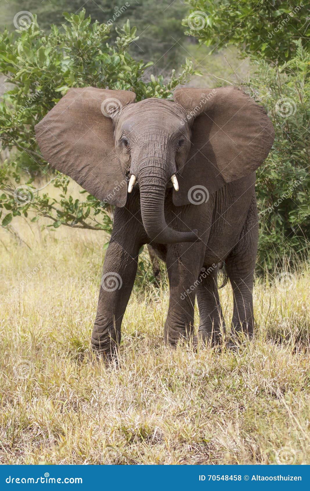 Elephant Teeth and Mouth Closeup with Detail Artistic Conversion Stock