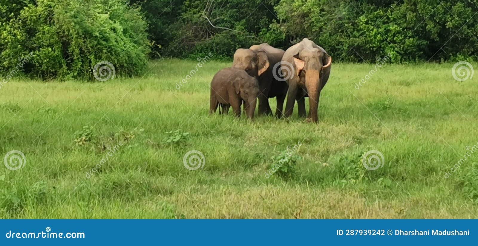 The Threelegged Lion and the Elephant are the Beauty of the Forest