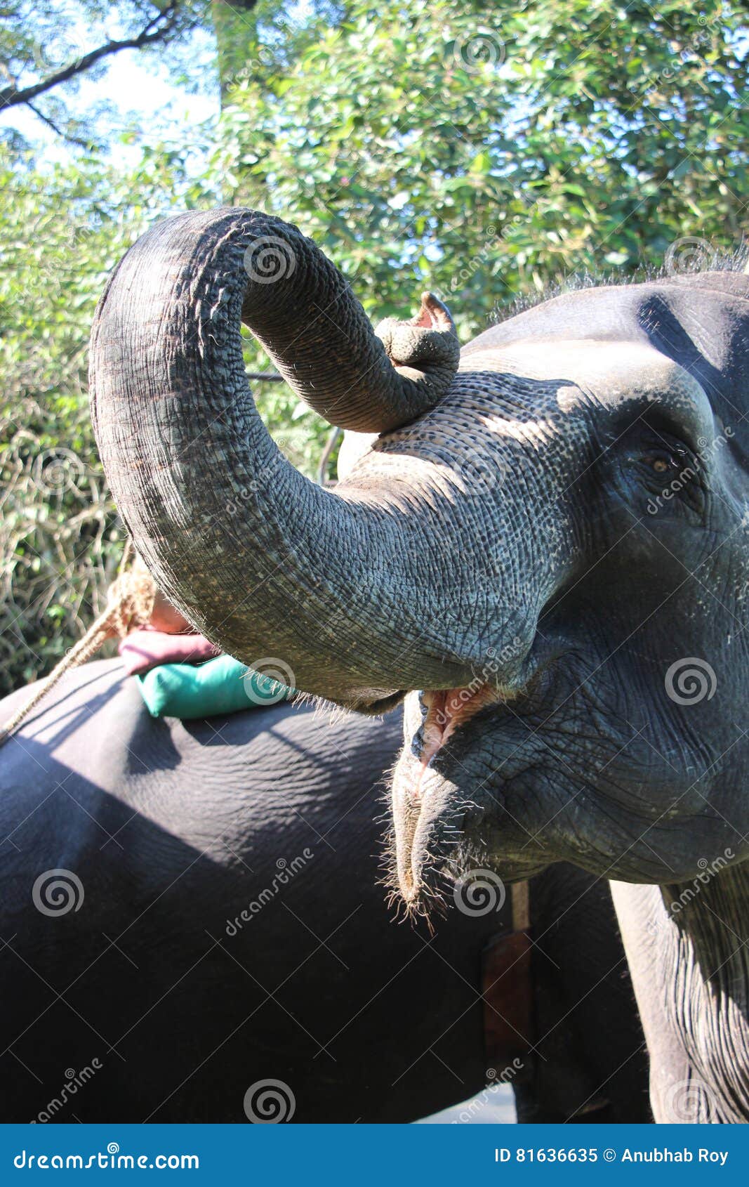 Elephant trunk. stock image. Image of single, large, profile 81636635