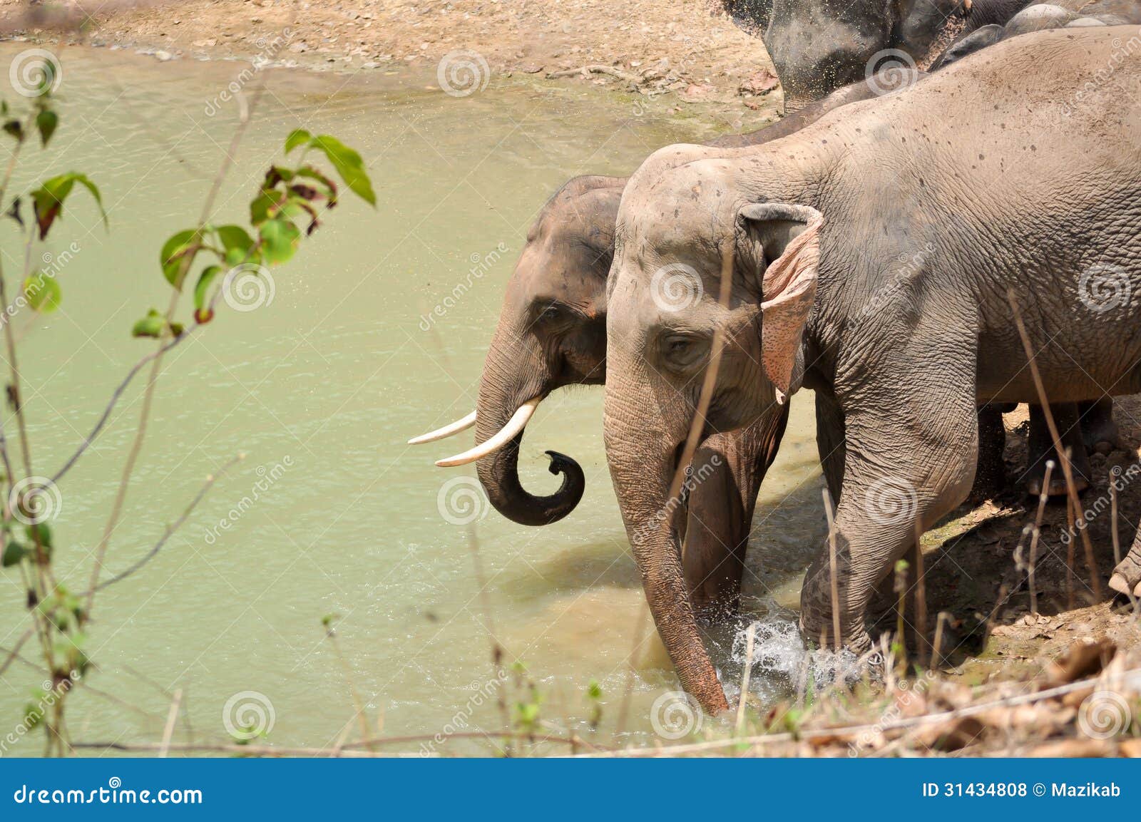 Elephant stock photo. Image of asia, colorful, animal 31434808