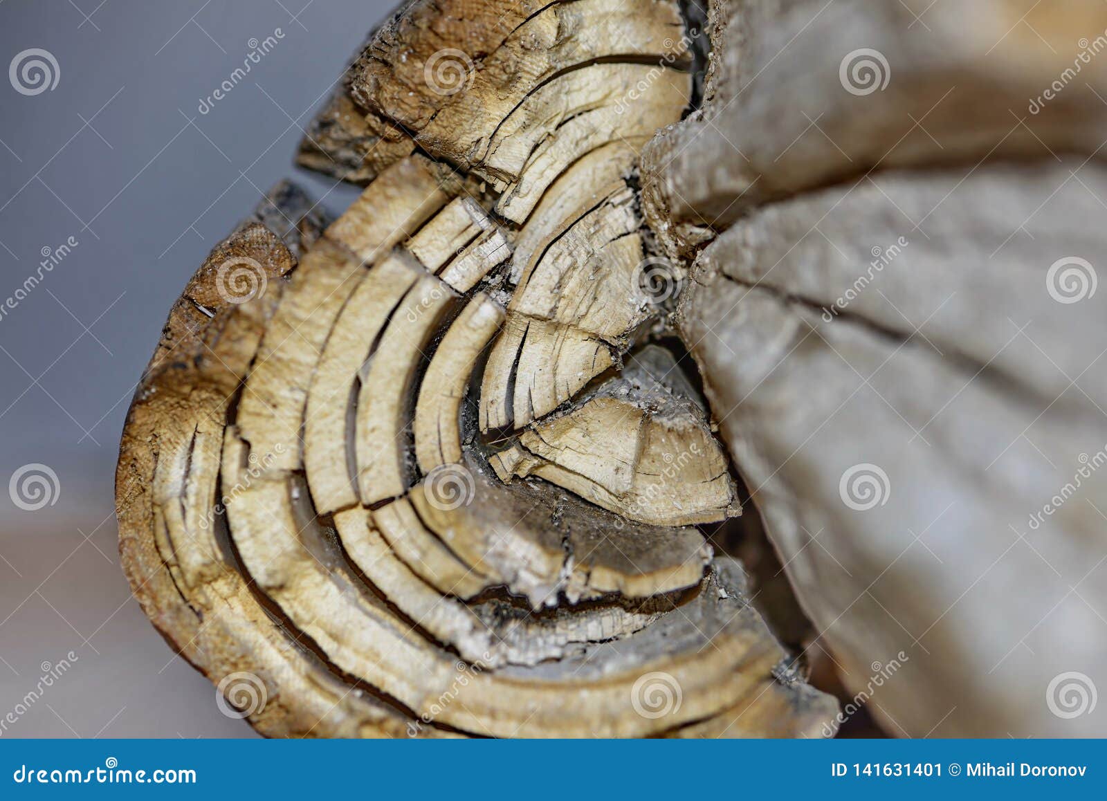 Mammoth Tusk fragment editorial photo. Image of tools - 141631401