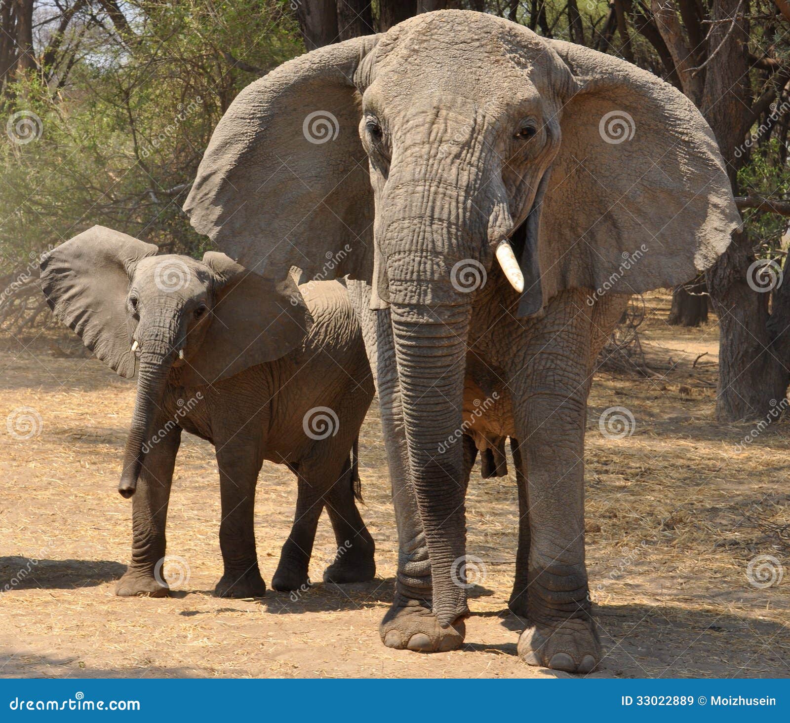 Elephant stock image. Image of africa, four, marching 33022889