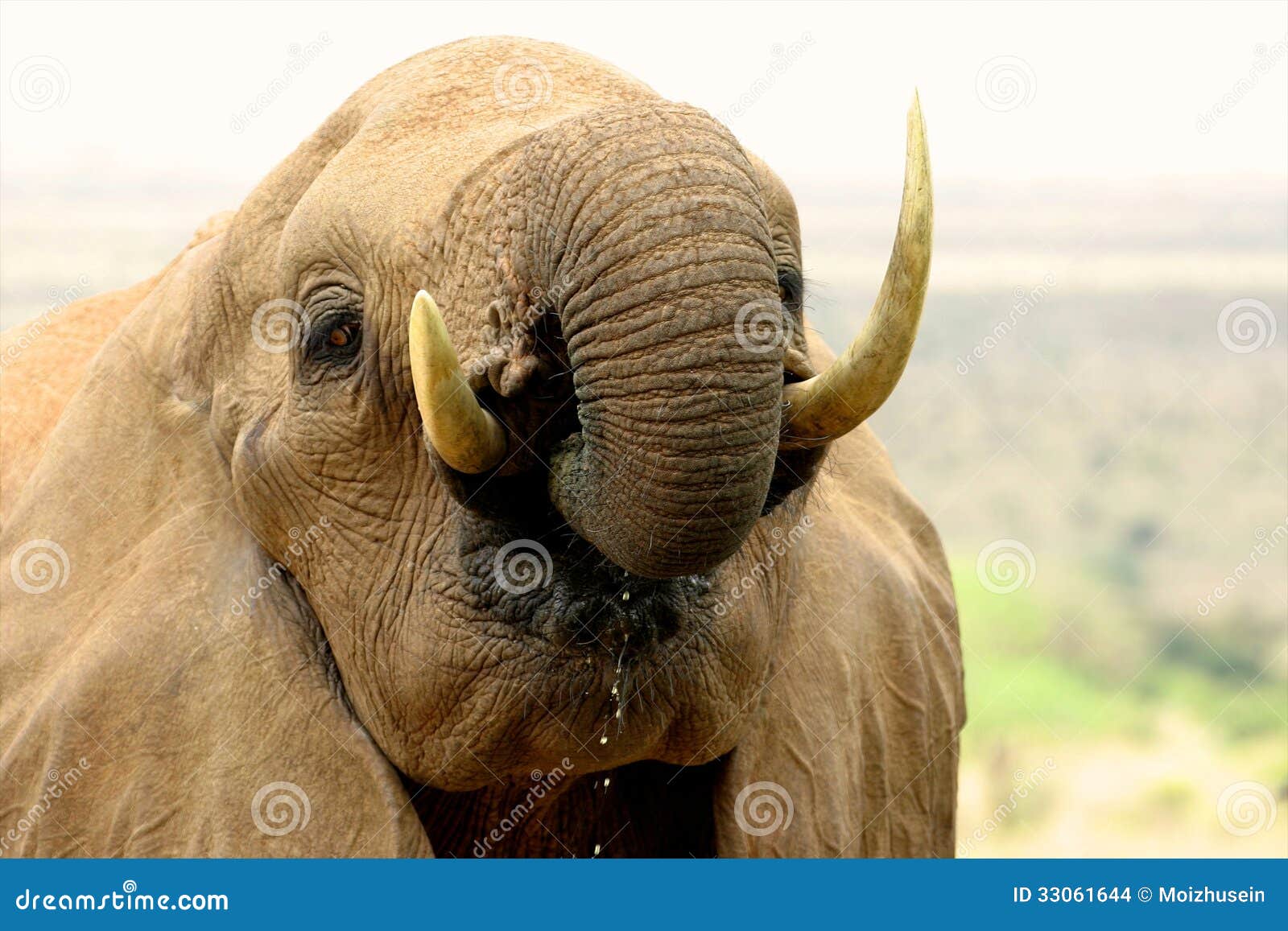 Elephant stock photo. Image of east, african, crater 33061644