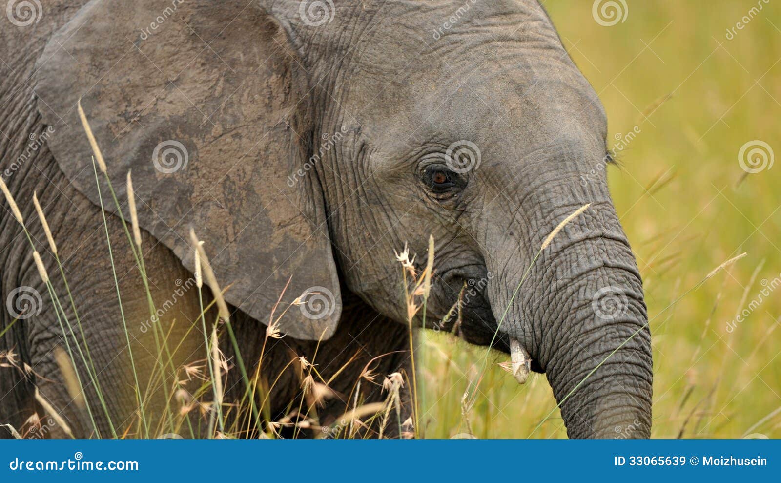 Elephant stock image. Image of landscape, african, locations 33065639