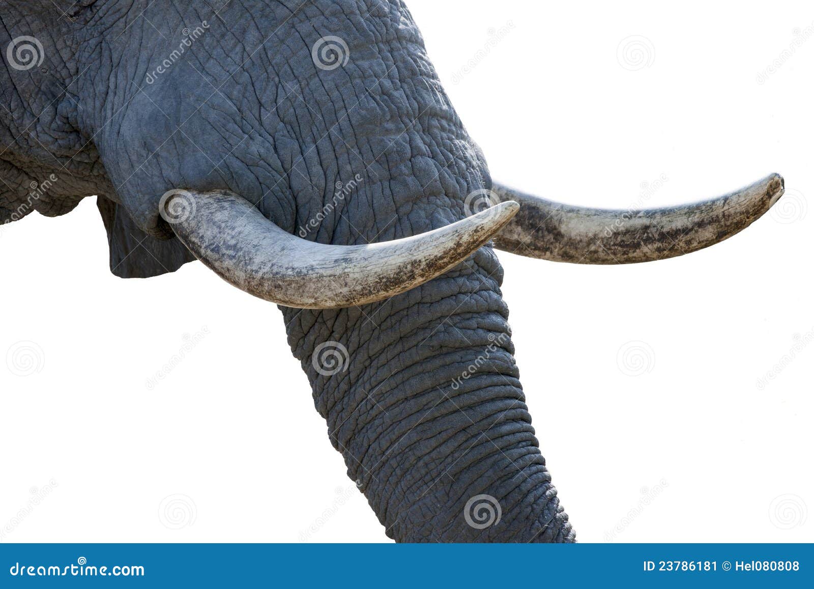 Elephant tusks. Elephant trunk and tusks isolated