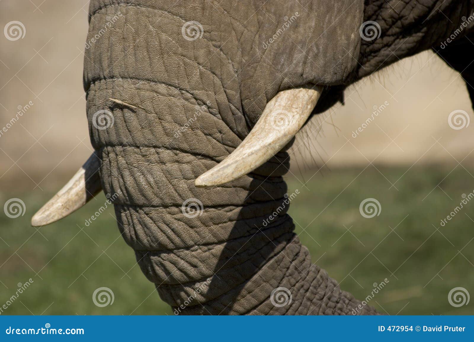 elephant tusks