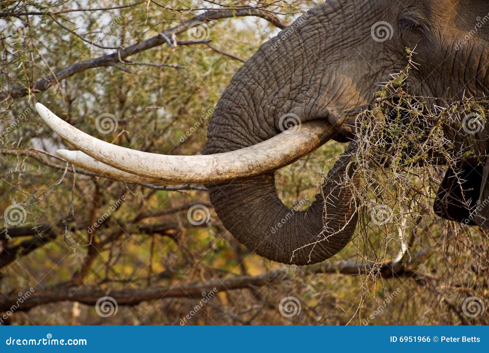Elephant Tusks stock photo. Image of masculine, pachyderm 6951966