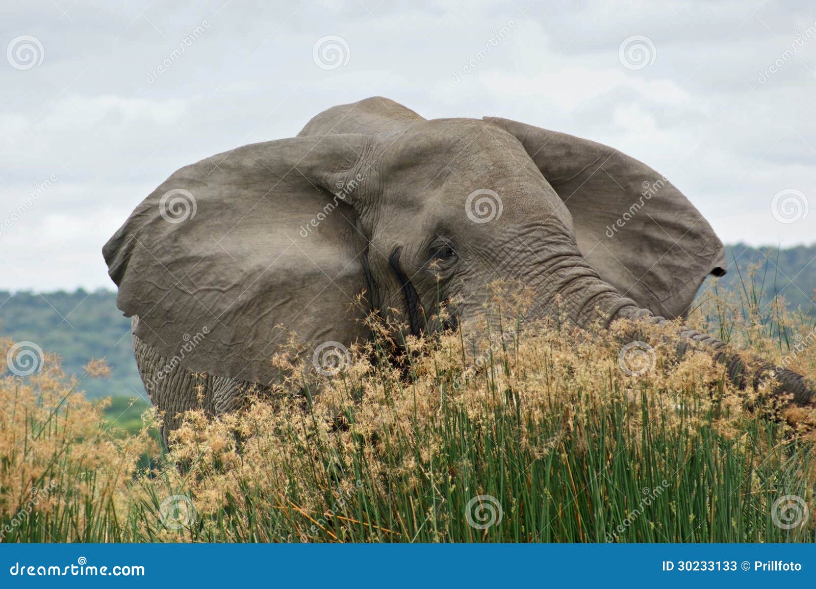 Elephant in high grassy vegetation. A elephant in Uganda (Africa)