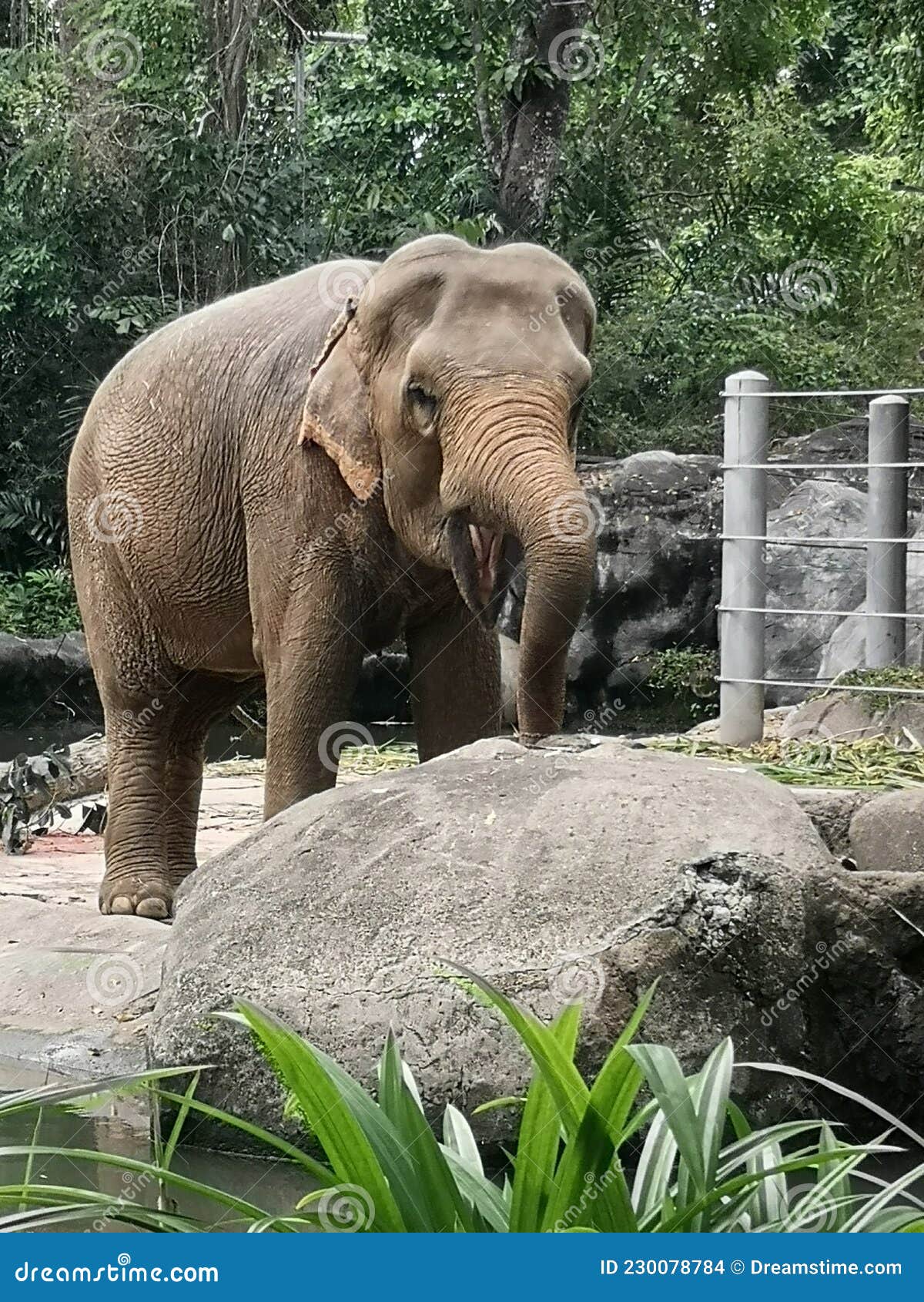 Elephant stock photo. Image of savanna, adventure, wildlife 230078784