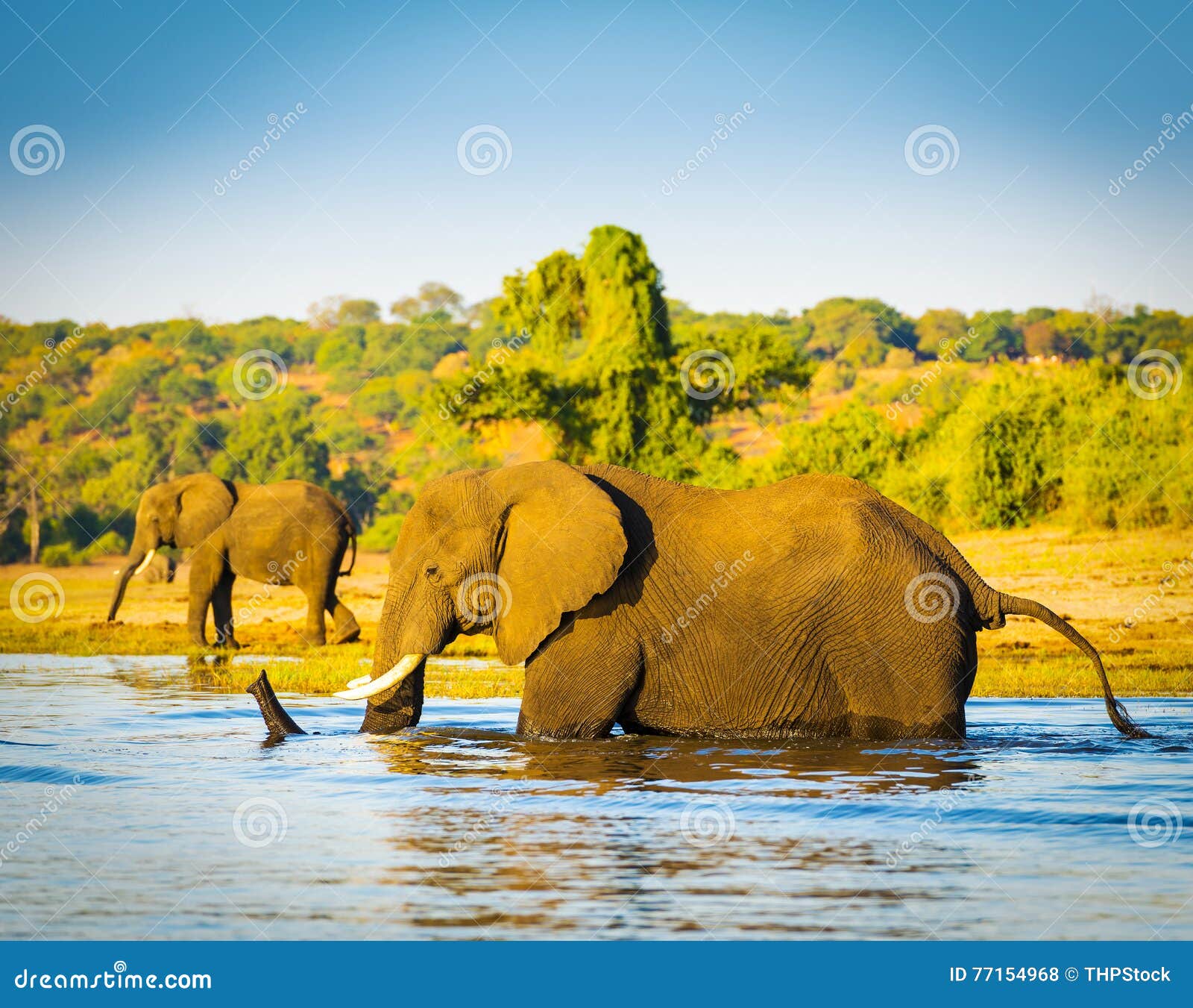 elephant wading across chobe river botswana