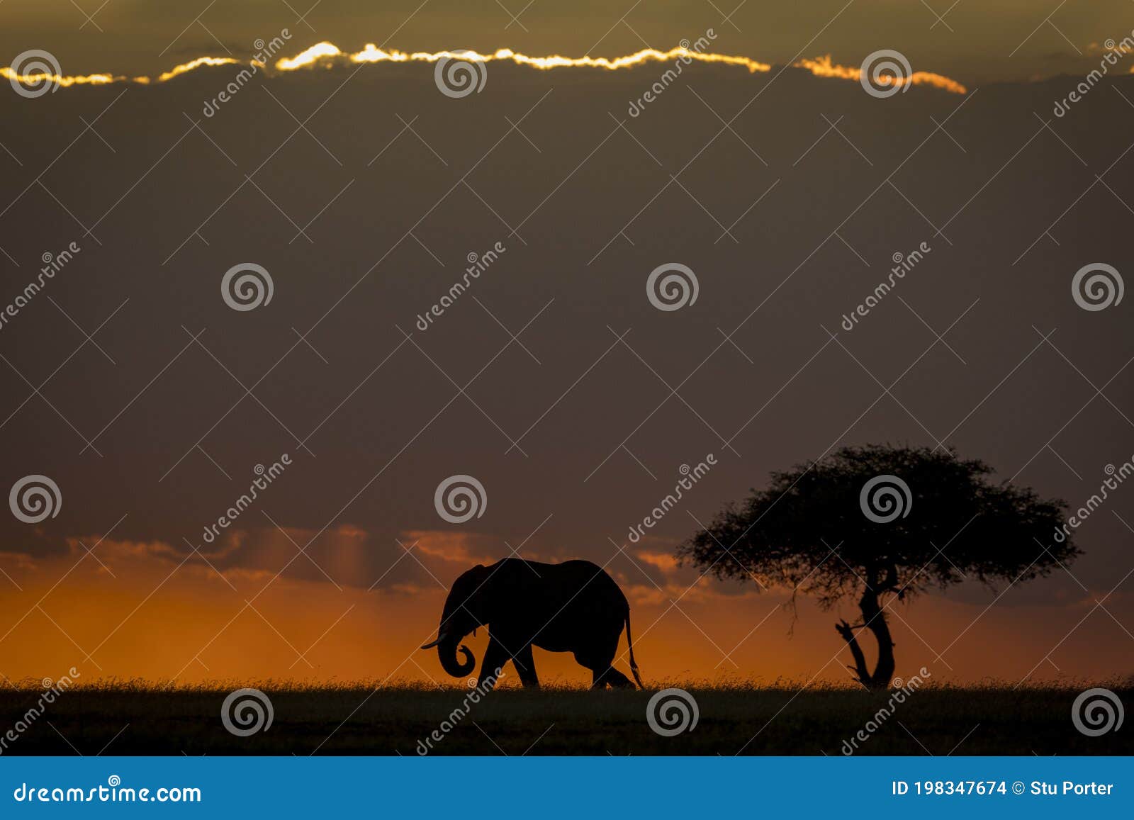 Elephant Silhouette in Sunset in Masai Mara in Kenya Stock Photo ...