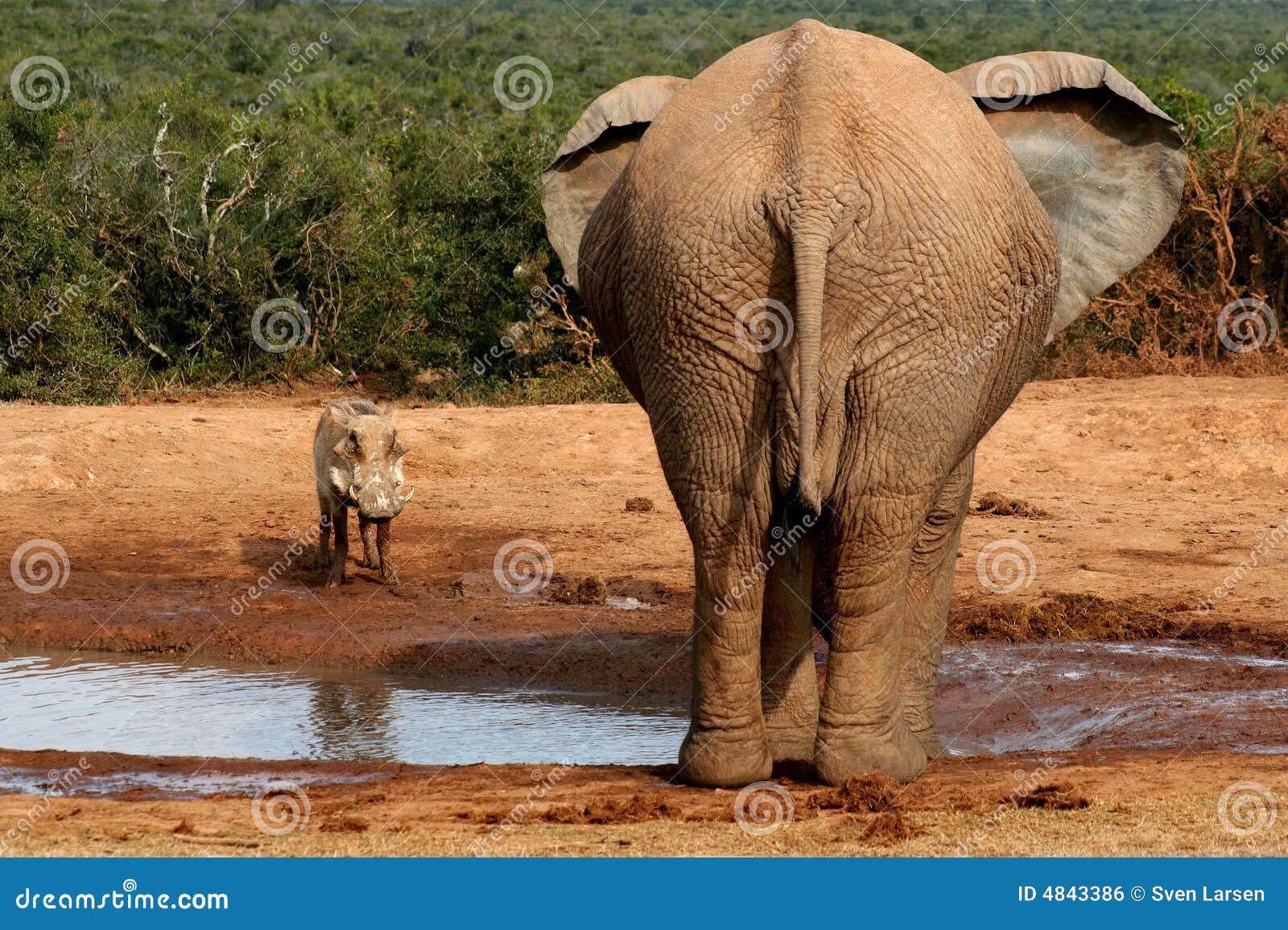 elephant and warthog at watering hole