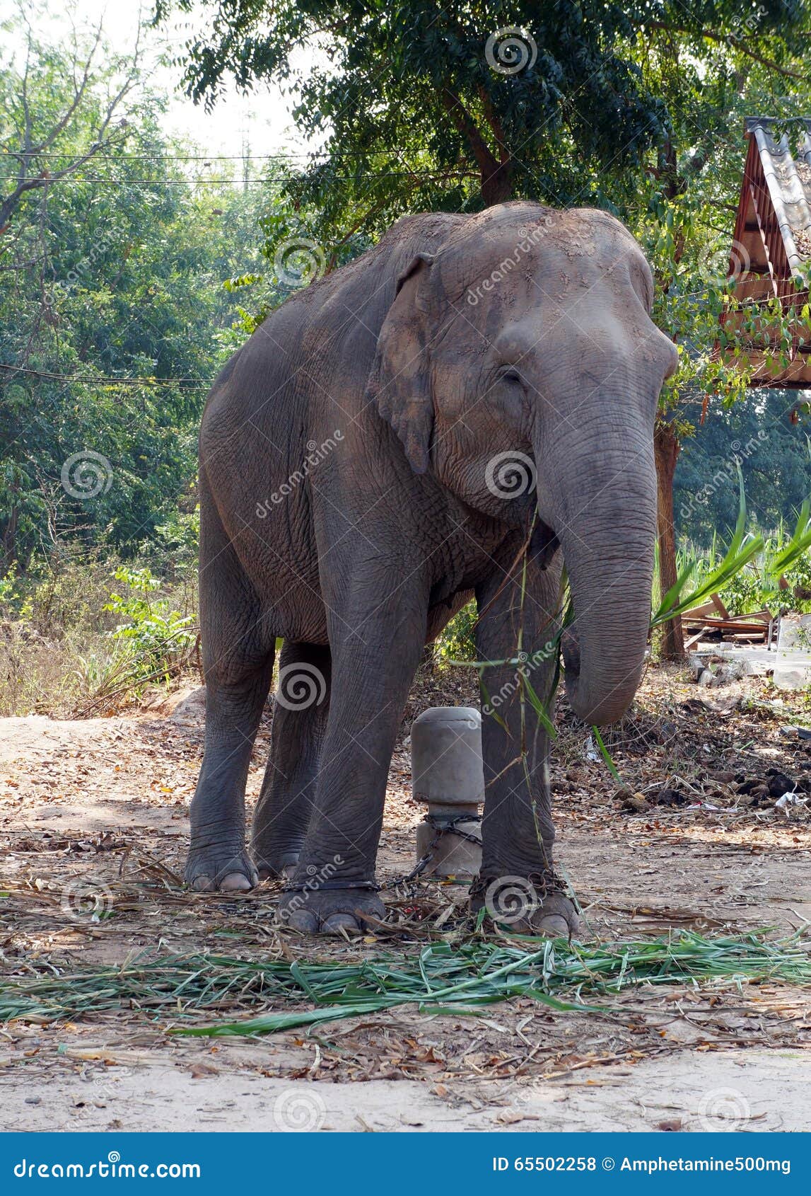 Elephant stock photo. Image of sugarcane, chained, thailand 65502258