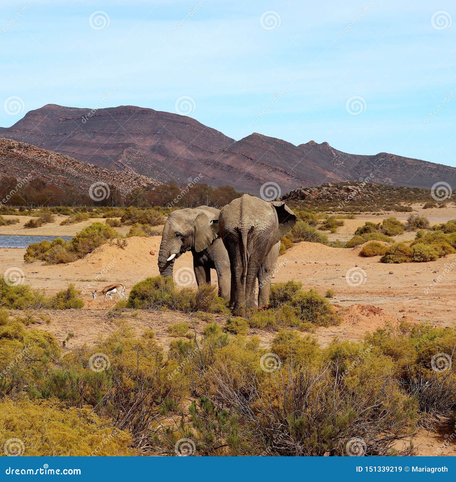 The Elephant is the World`s Largest Living Land Animal Stock Image - Image  of karoo, largest: 151339219