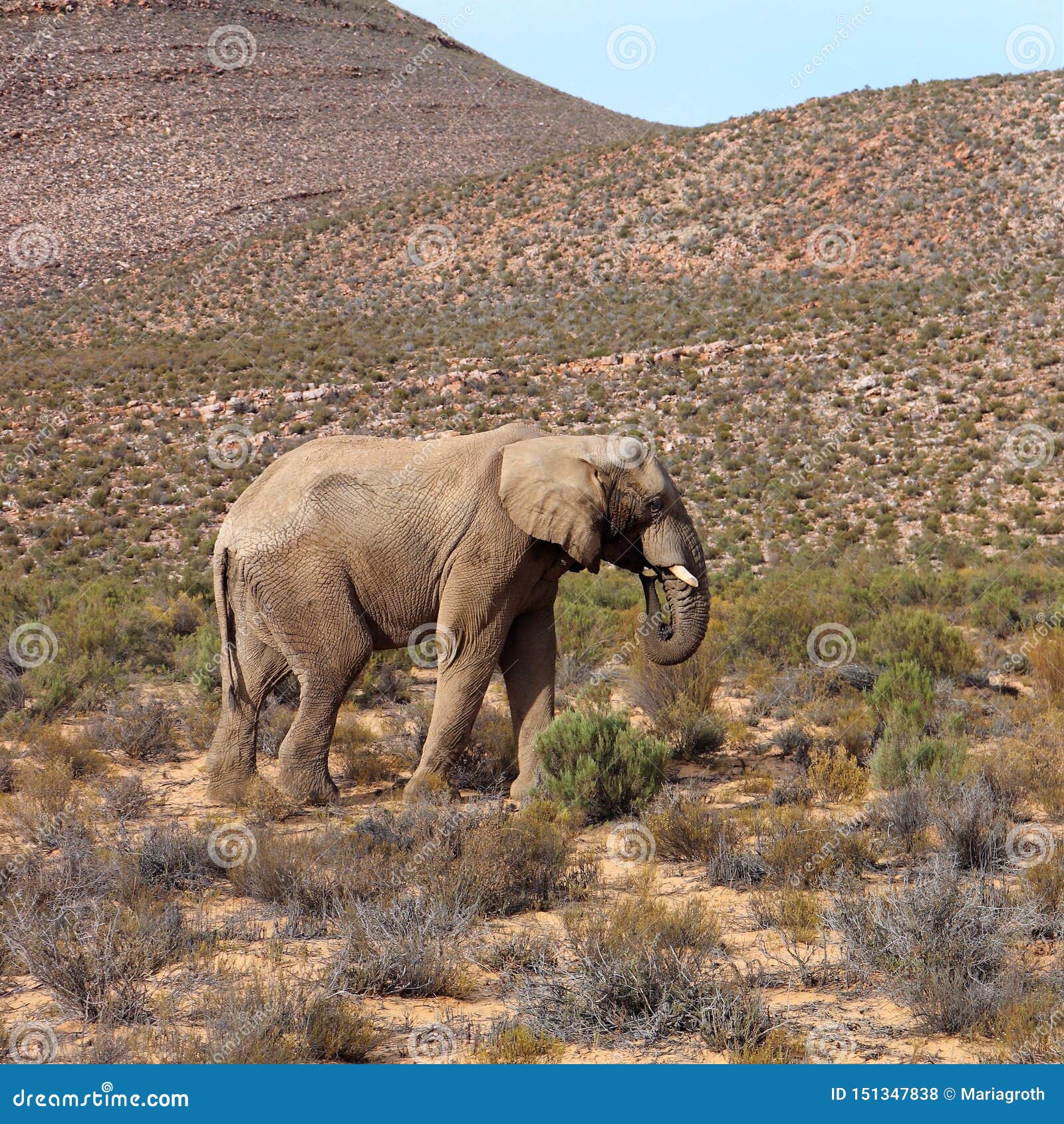 The Elephant is the World`s Largest Living Land Animal Stock Photo - Image  of karoo, mountain: 151347838