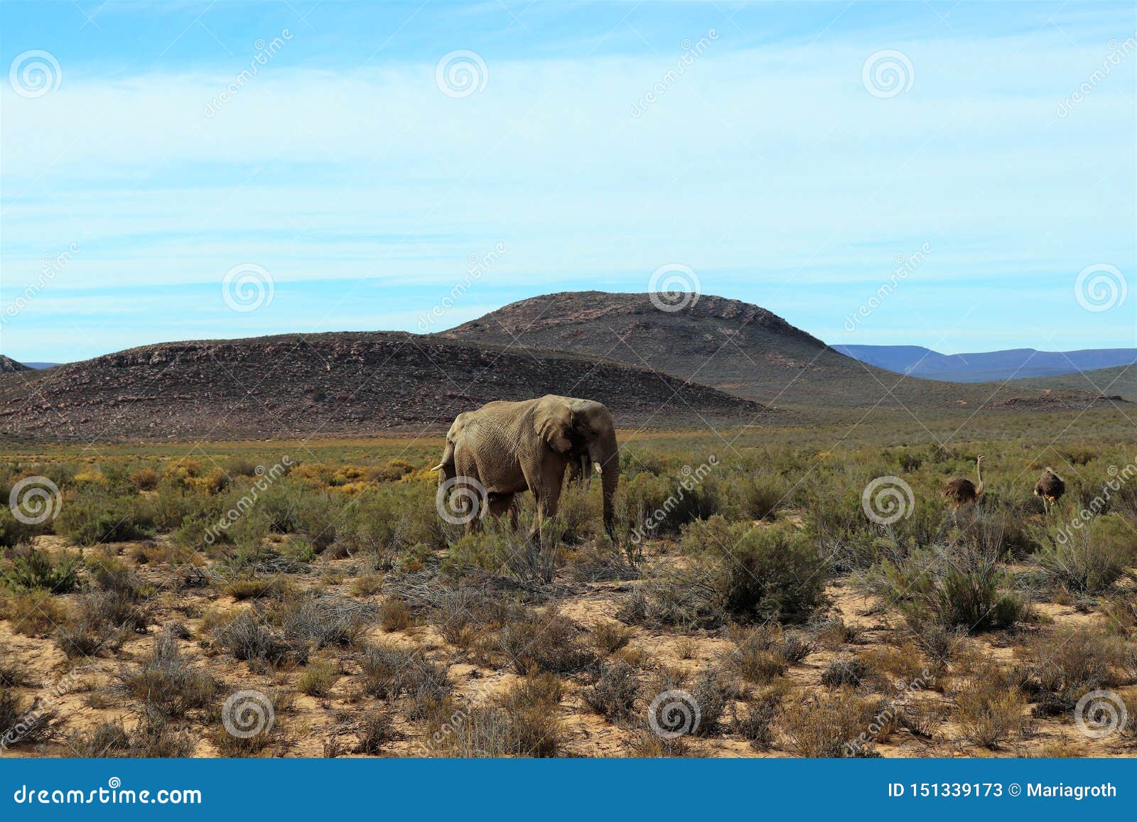 The Elephant Is The World s Largest Living Land Animal Stock Image the-elephant-is-the-world-s-largest-living-land-animal-stock-image