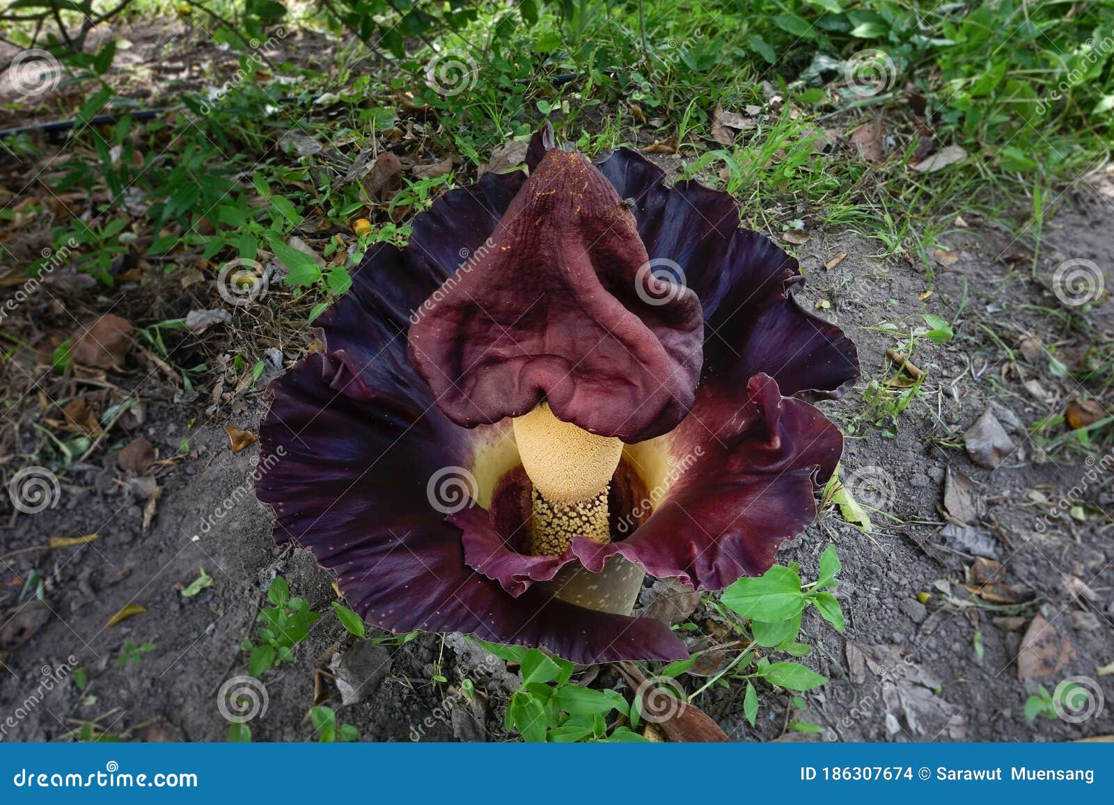 Elephant yam stock photo. Image of bright, autumn, botany - 186307674