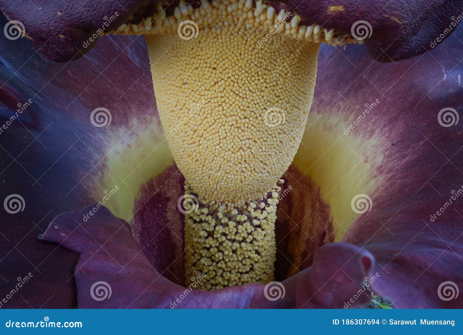 Elephant yam stock photo. Image of bright, elegant, beautiful - 186307694