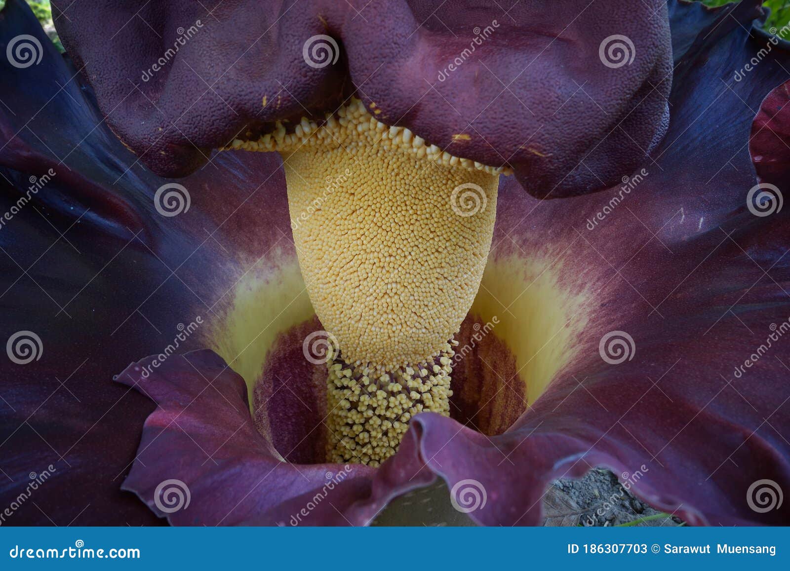 Elephant yam stock image. Image of natural, floor, background - 186307703